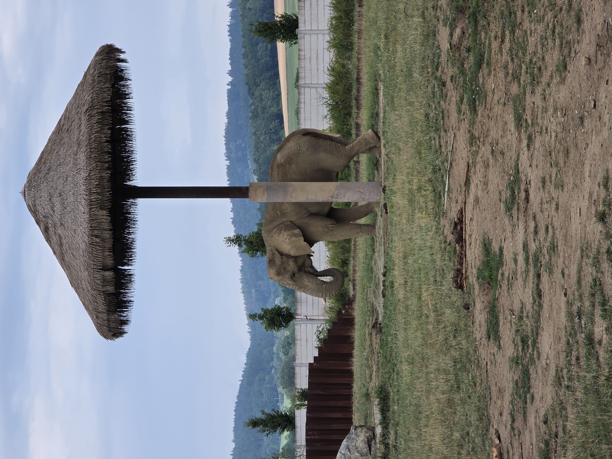An elephant stands in a grassy enclosure, partially shaded by a large, thatched umbrella supported by a thick pole. The enclosure is bordered by a concrete wall and a rusty metal barrier. In the background, rolling hills covered with trees and fields create a rural landscape under a cloudy sky. The scene appears to be set in an outdoor animal exhibit or sanctuary, possibly at the ZOO Zlín in Lukov, Czechia, given the characteristic terrain and enclosure design found in that region.