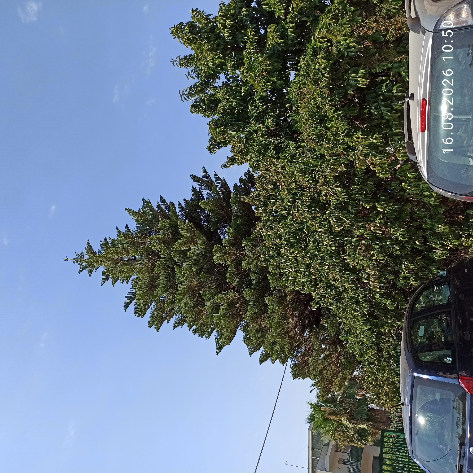 In the city of Terlizzi, Italy, a dense evergreen tree with a conical shape dominates the center of the frame, reaching towards a clear blue sky. Flanking the evergreen are other lush green trees and foliage. In the foreground, two cars are parked side-by-side. The car on the left is dark blue, and its rear is visible. The car on the right is silver, and its rear is also visible, featuring a red brake light and a visible timestamp on its rear window that reads "16.08.2026 10:50." Behind the trees, a building with balconies and a green fence can be seen. The overall scene suggests a residential or urban outdoor setting on a bright day.