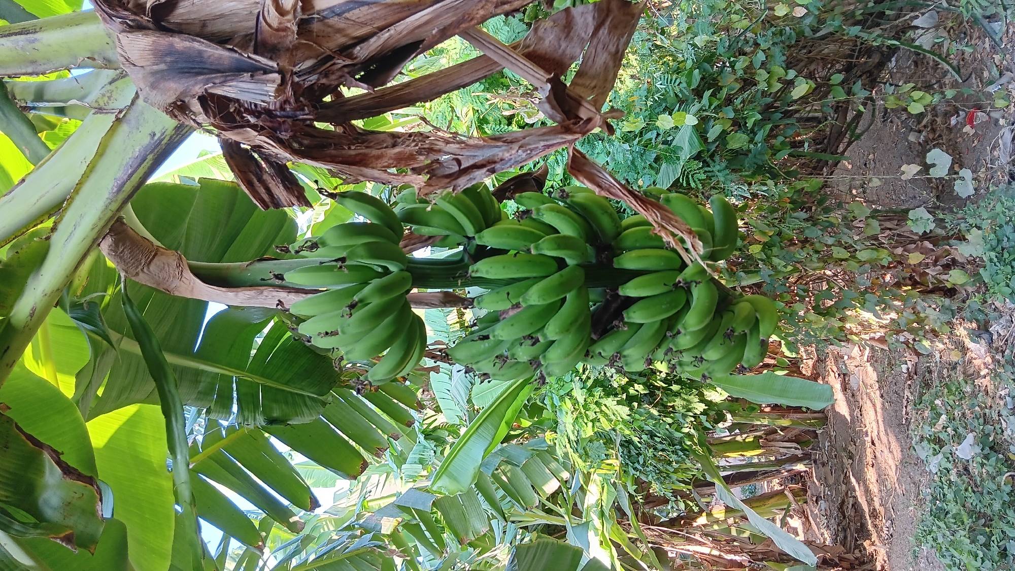 In Sonobekel, Indonesia, a close-up, vertical shot captures a bunch of green, unripe bananas hanging from a banana tree. The bananas are clustered together, with individual fruits clearly visible. The leaves of the banana tree are large and vibrant green, some partially obscuring the fruit. The trunk of the tree is visible, showing textured, brown bark. In the background, other banana trees and lush green foliage create a dense, tropical environment. The ground beneath the tree is covered with dry leaves and some scattered debris. The lighting suggests it is daytime, with sunlight filtering through the leaves and creating shadows.