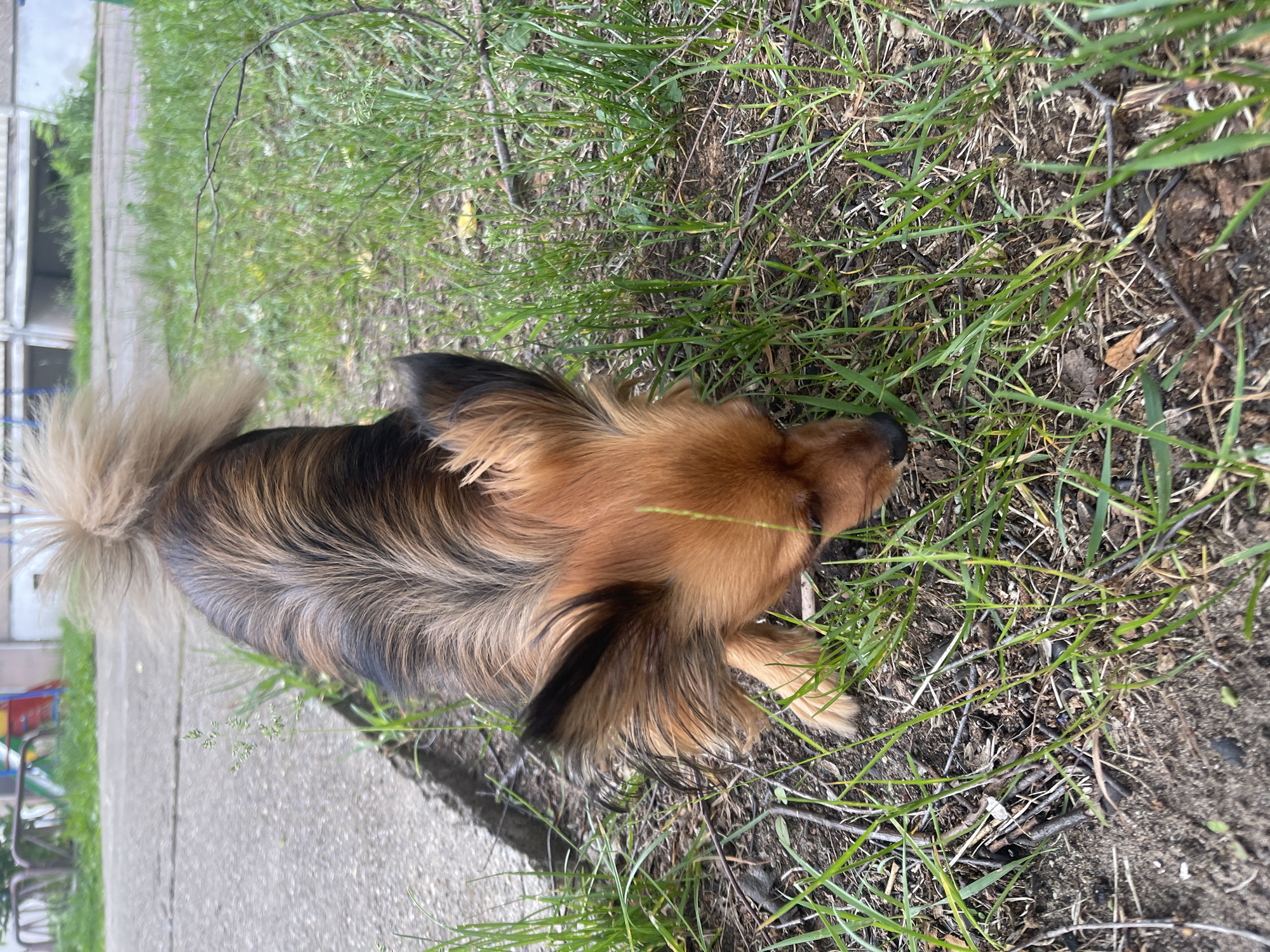 A small dog with tan and black fur is sniffing the ground in a grassy area next to a paved path. The dog's tail is fluffy and held high. In the background, there is a building and some playground equipment, suggesting an urban or suburban setting within the city of Markovskiy, Russia. The ground is a mix of dirt, grass, and small twigs.