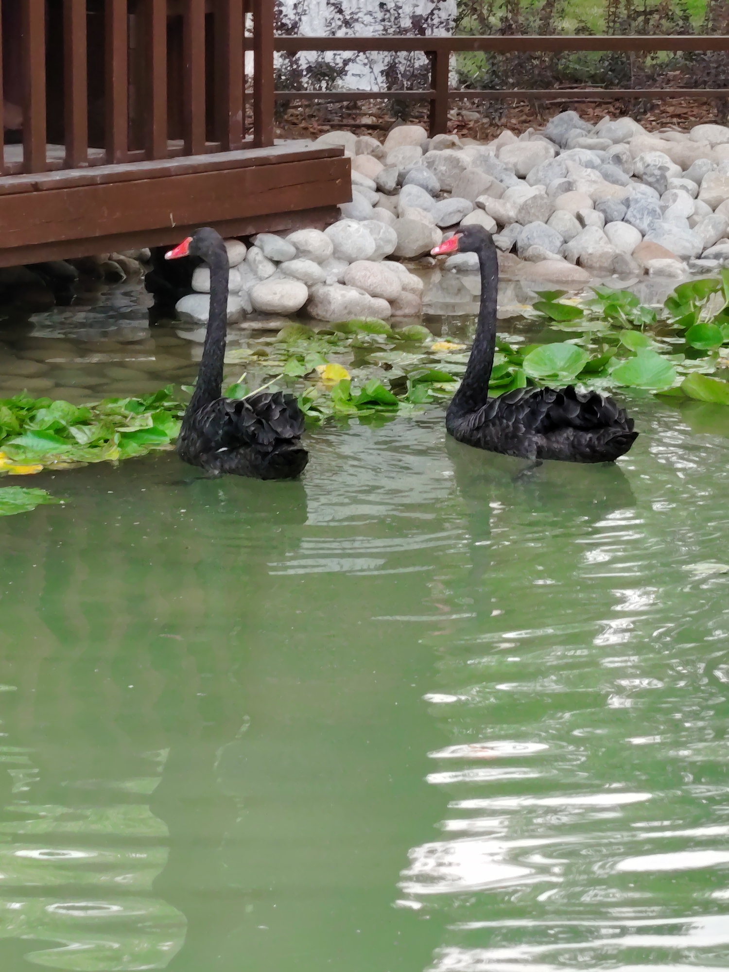 Two black swans with red beaks swim in a pond filled with lily pads and murky green water. The pond is surrounded by smooth, light-colored stones. Behind the stones, there is a wooden deck with vertical railings. In the background, there is greenery and a fence. The image does not provide any specific details that would allow for identification of the location in the city of Shymkent, Kazakhstan.