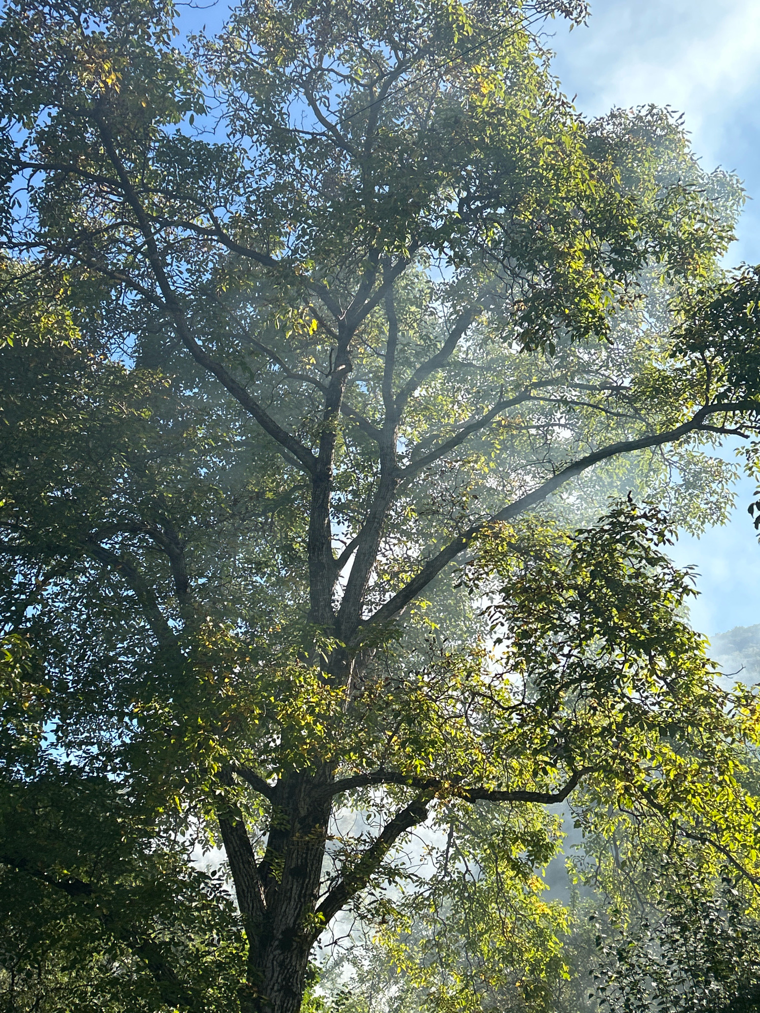 The image shows a large tree with dense green foliage against a blue sky. Wisps of light smoke or mist are visible among the branches, catching the sunlight and creating a hazy effect. The smoke appears to be coming from behind the tree and is illuminated by the sun from behind the canopy. The leaves are predominantly green, with some appearing yellow and backlit by the sun. The branches are thick and gnarled, indicative of a mature tree. The overall scene suggests an outdoor environment, possibly a park or forest, with a hint of atmospheric condition. There are no people or animals visible in the image. The location is the city of Tsikhisdziri, Georgia, specifically within a forested or park area characterized by mature trees and potential atmospheric phenomena.