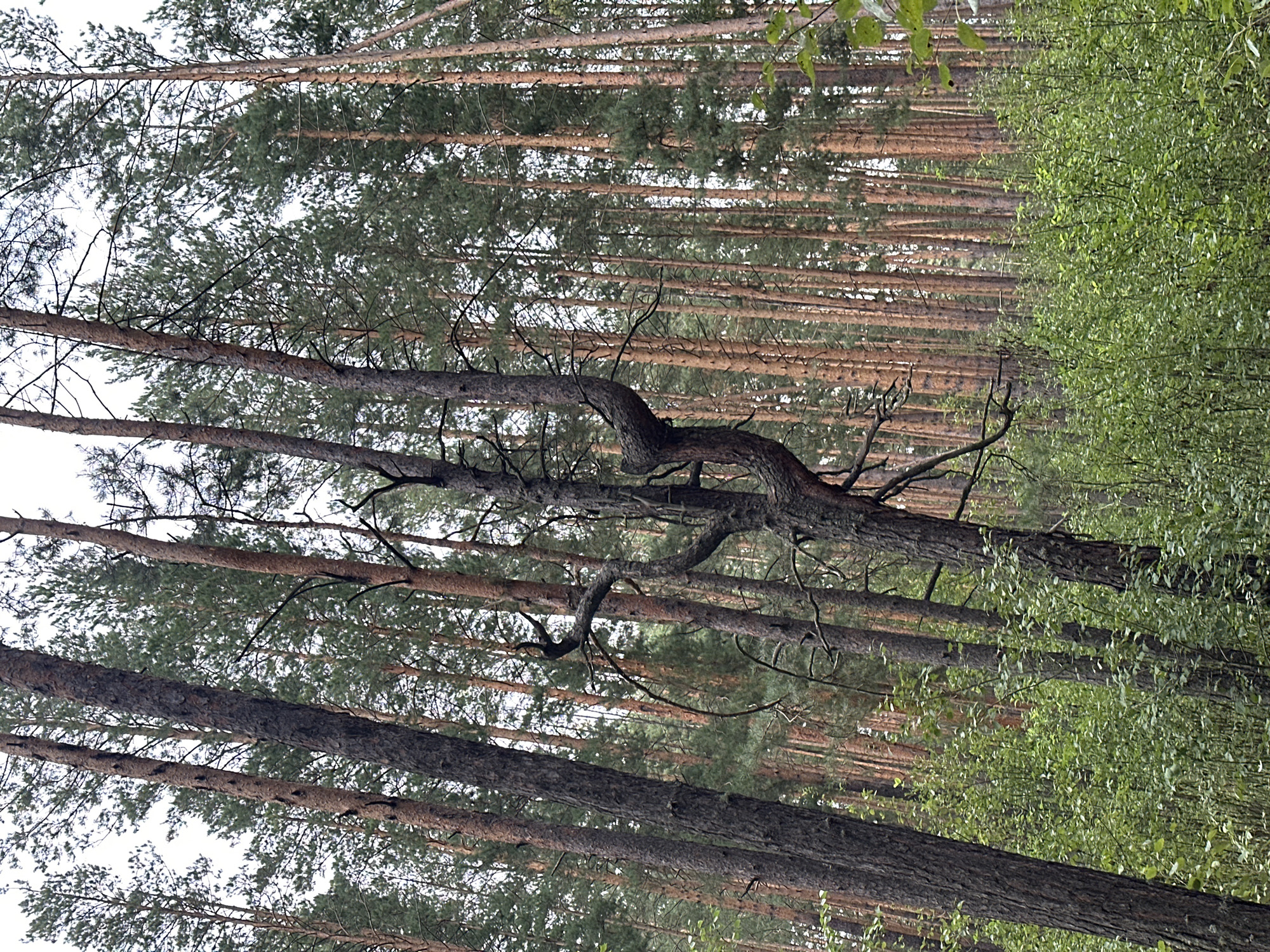 The image depicts a dense forest with tall pine trees. The ground is covered with lush green undergrowth, consisting of bushes and smaller plants. The overall lighting suggests it is daytime, possibly overcast, as the light is diffused. There are no people or animals visible in the image. The forest is located in the city of Sokolovo, Russia.