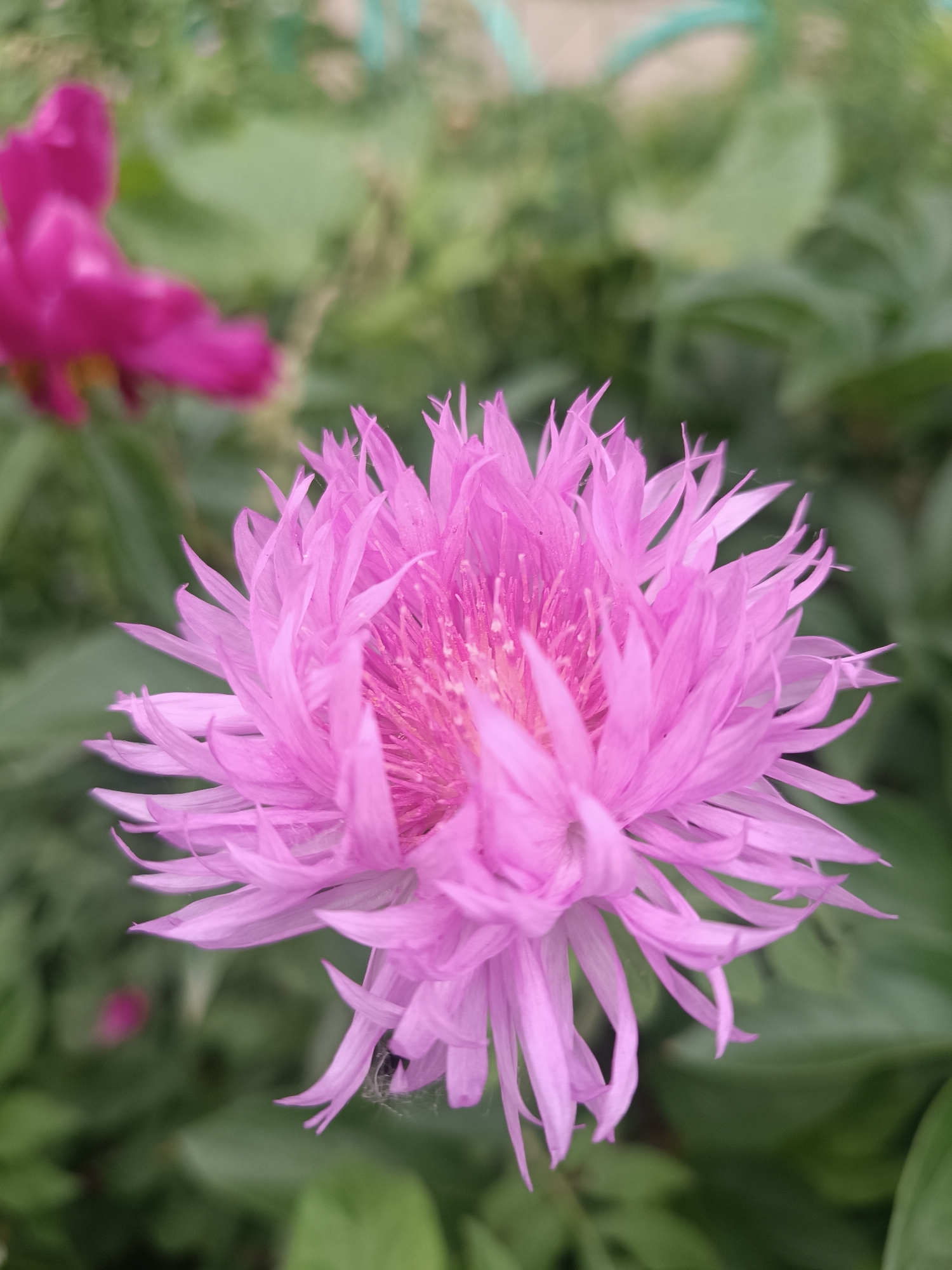 A close-up, eye-level shot focuses on a vibrant pink, spiky flower, likely a Centaurea, set against a blurred green background of foliage. In the upper left corner, a out-of-focus pink object, possibly another flower, is visible. The overall setting appears to be a garden or natural outdoor environment, typical of locations found in Chaikovsky, Russia, during a warmer season when flowers are in bloom. No people are present in the image.