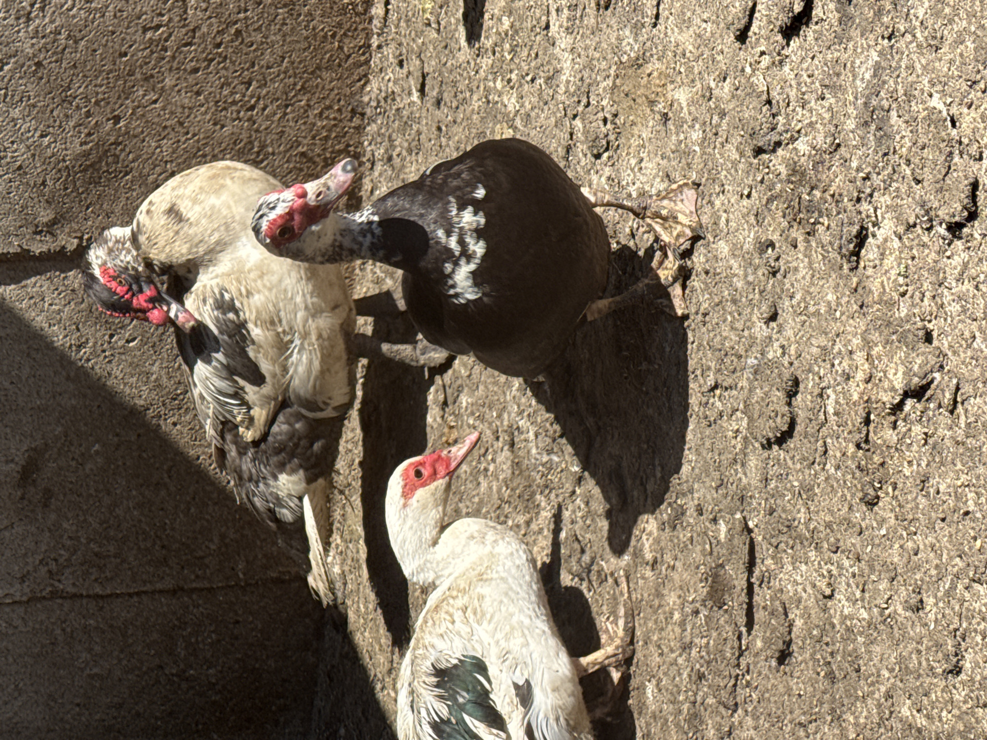 The image shows three Muscovy ducks on a rough, concrete surface. Two ducks are facing each other with their heads close together, while the third duck faces away. The location is Sarnevo, Bulgaria.