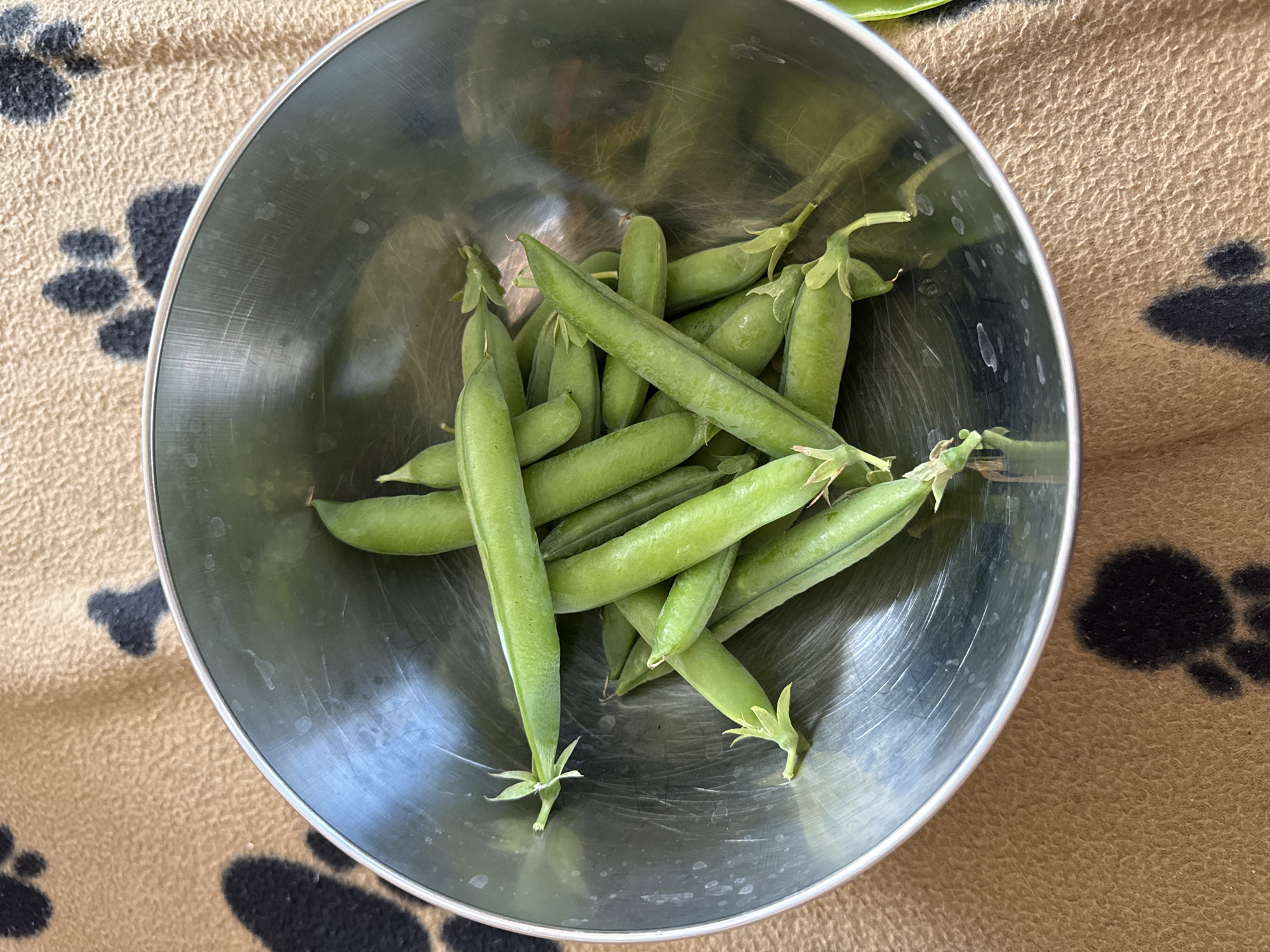 A pile of freshly picked pea pods is resting in a stainless steel bowl on a tan blanket with black paw prints. The bowl is centered in the frame, and the pea pods are a vibrant green, with some showing small tendrils at the stem ends. The blanket's texture is visible, and the paw prints are scattered across it. The scene appears to be indoors, with soft lighting. There is no indication of the specific location within Russko-Vysotskoe, Russia.