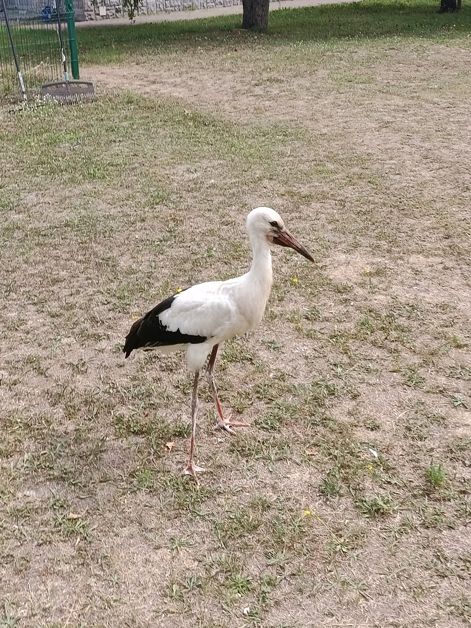The image shows a white stork standing on a dry, grassy field. The stork has black feathers on its wings and tail, a long, thin beak, and thin red legs. In the background, a green fence and a stone wall are visible. A rake is lying on the grass to the left of the stork. The scene appears to be outdoors in a park or similar open area. The overall environment suggests a warm, possibly dry day. No people are present in the image.