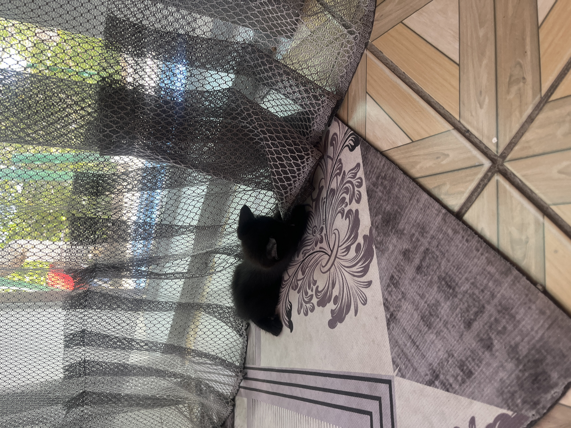 A black kitten is resting on a patterned rug. The rug is placed on a tiled floor. Behind the kitten, a sheer, dark gray curtain is draped, obscuring the background, which appears to be an outdoor environment with trees and sunlight. The overall scene suggests a domestic setting, likely within a home in Şïeli, Kazakhstan. There are no people present, and the kitten is the sole subject. The lighting is natural, coming from behind the curtain.