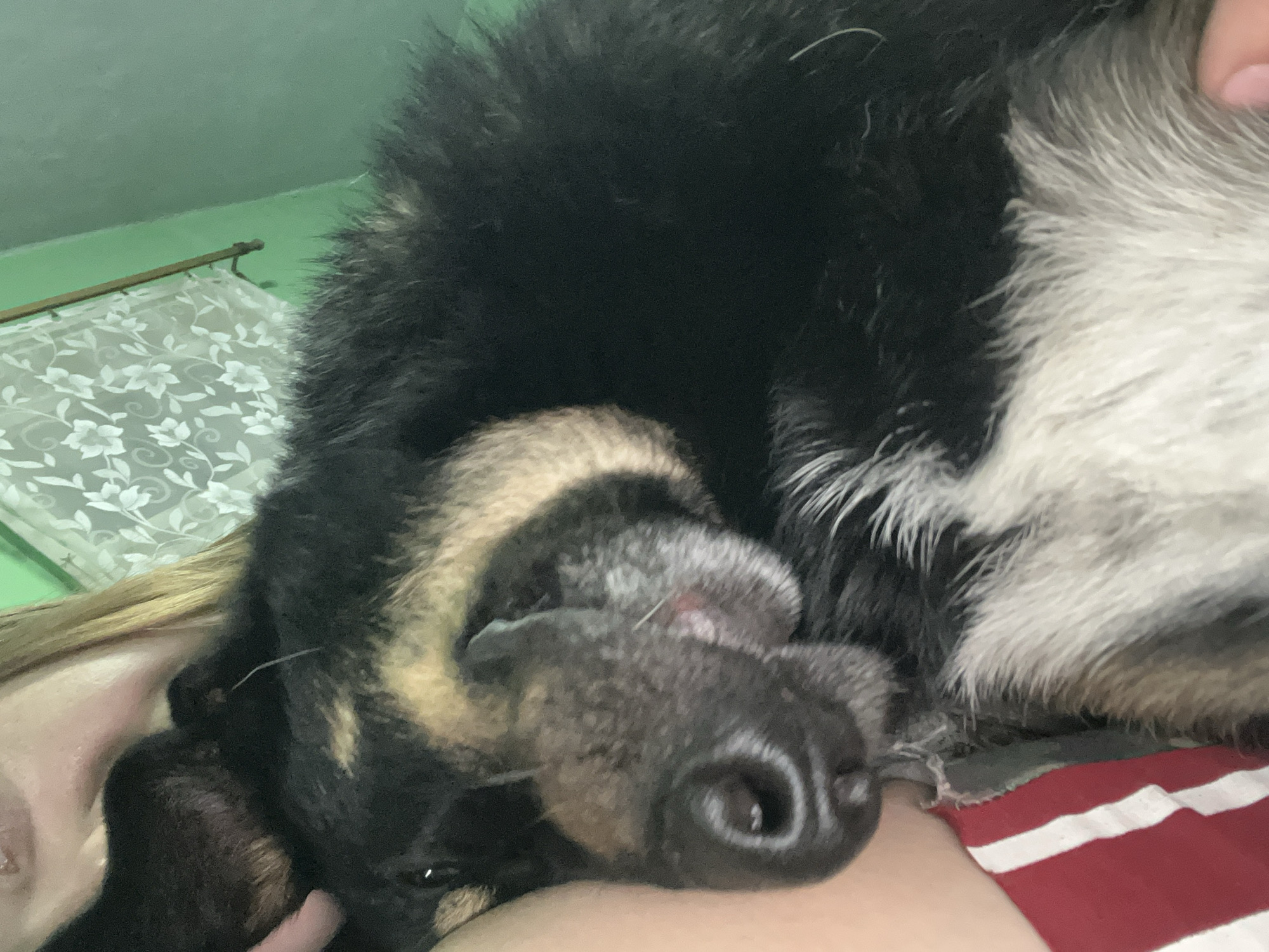 The image shows a close-up of a dog, likely a German Shepherd mix, resting against a person. The dog's head is prominent, with its nose and part of its face visible. The dog has black and tan fur with white markings on its chest. The person's shoulder and upper arm are visible, with red and white striped fabric suggesting clothing. The background appears to be a room with a green wall and a lace curtain. There is no identifiable information to determine the specific location within Nizhny Tagil, Russia.