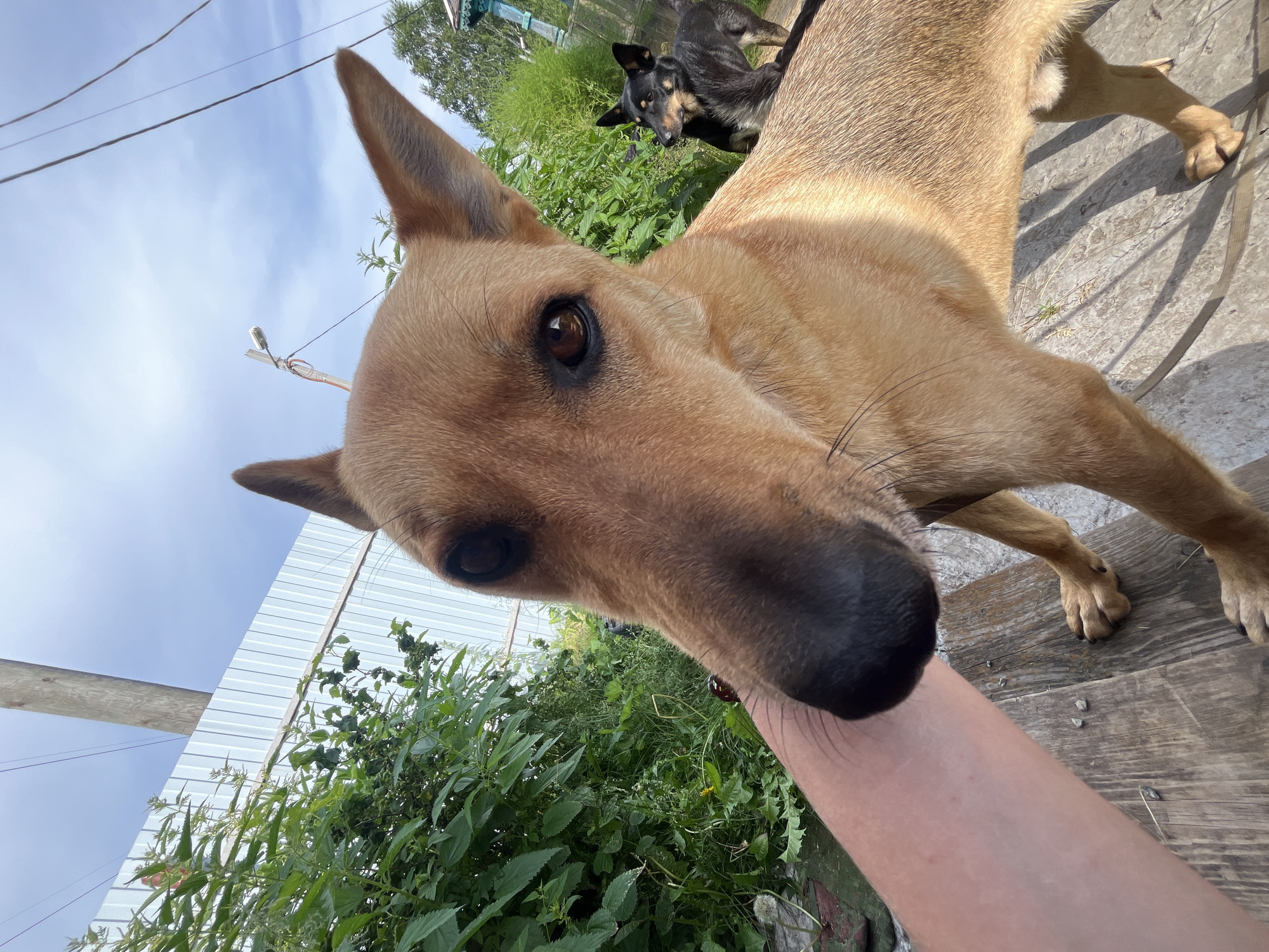A close-up, eye-level shot captures two dogs in an outdoor, likely residential setting. In the foreground, a light brown dog with prominent ears and dark eyes is the primary subject, its snout very close to the camera lens. A human arm, pale and extended, is visible on the left, appearing to be petting or interacting with the dog. The dog stands on a weathered wooden surface, possibly a bench or deck.
In the background, a smaller, dark-colored dog with alert ears is positioned to the right, looking away from the camera. Behind the dogs, lush green vegetation forms a dense backdrop, with a corrugated metal fence visible beyond the greenery. A wooden utility pole with wires strung across it stands prominently against a bright blue sky with scattered clouds, suggesting a sunny day. The presence of a street lamp on a pole further indicates an urban or suburban environment. The overall scene suggests a casual, everyday moment in a yard or outdoor space, possibly within the city of Nizhny Tagil, Russia, given the characteristic fencing and vegetation often found in such areas.