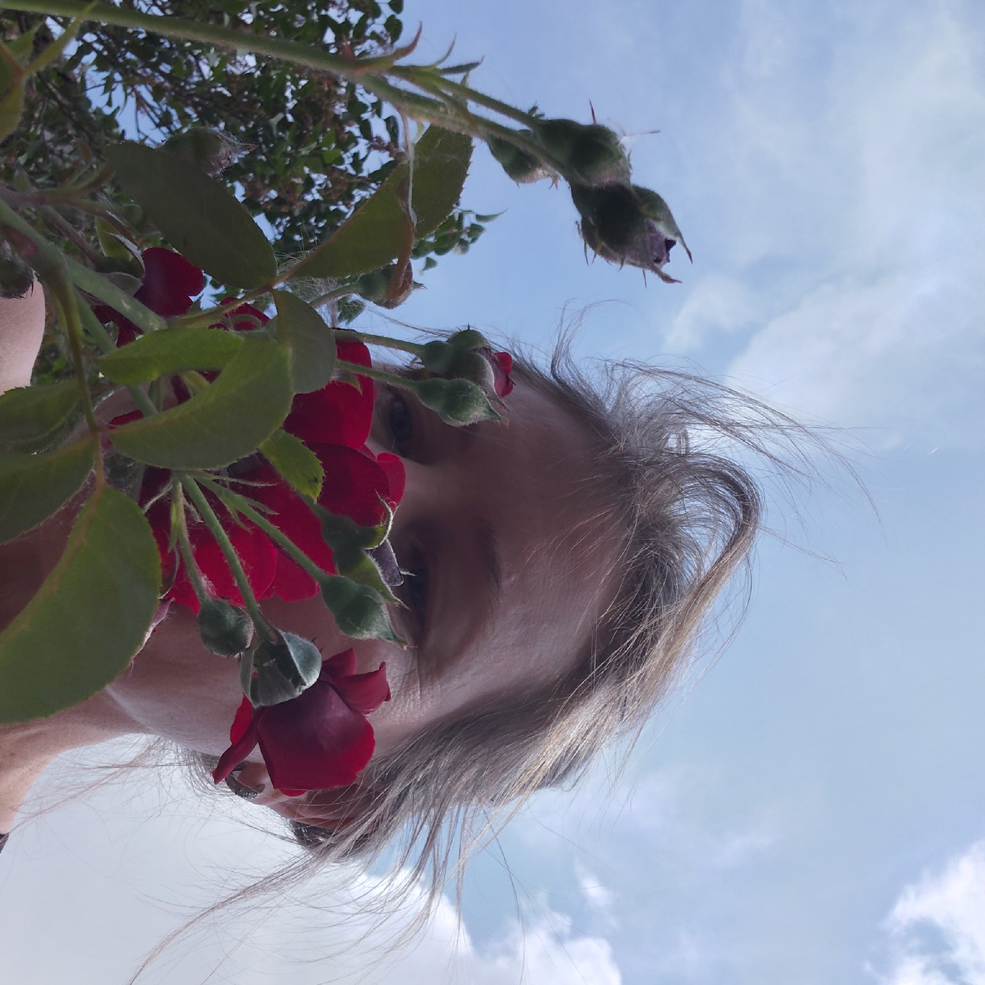 A low-angle, close-up outdoor shot features a woman whose face is partially obscured by a cluster of dark red roses and green rosebuds. Her hair, a blend of grey and brown, is windswept, suggesting an outdoor setting with moderate wind. Her skin tone is fair, and she appears to be wearing a dark-colored top. The background consists of a bright blue sky with scattered white clouds. The lighting suggests it is daytime, likely late morning or afternoon, with the sun positioned overhead. The roses themselves are in various stages of bloom, with some closed buds and a few partially opened flowers. The foliage is lush and green. The overall impression is a candid shot, possibly taken in a garden or park. The scene does not contain any discernible landmarks or features that would specifically place it in Novosibirsk, Russia.