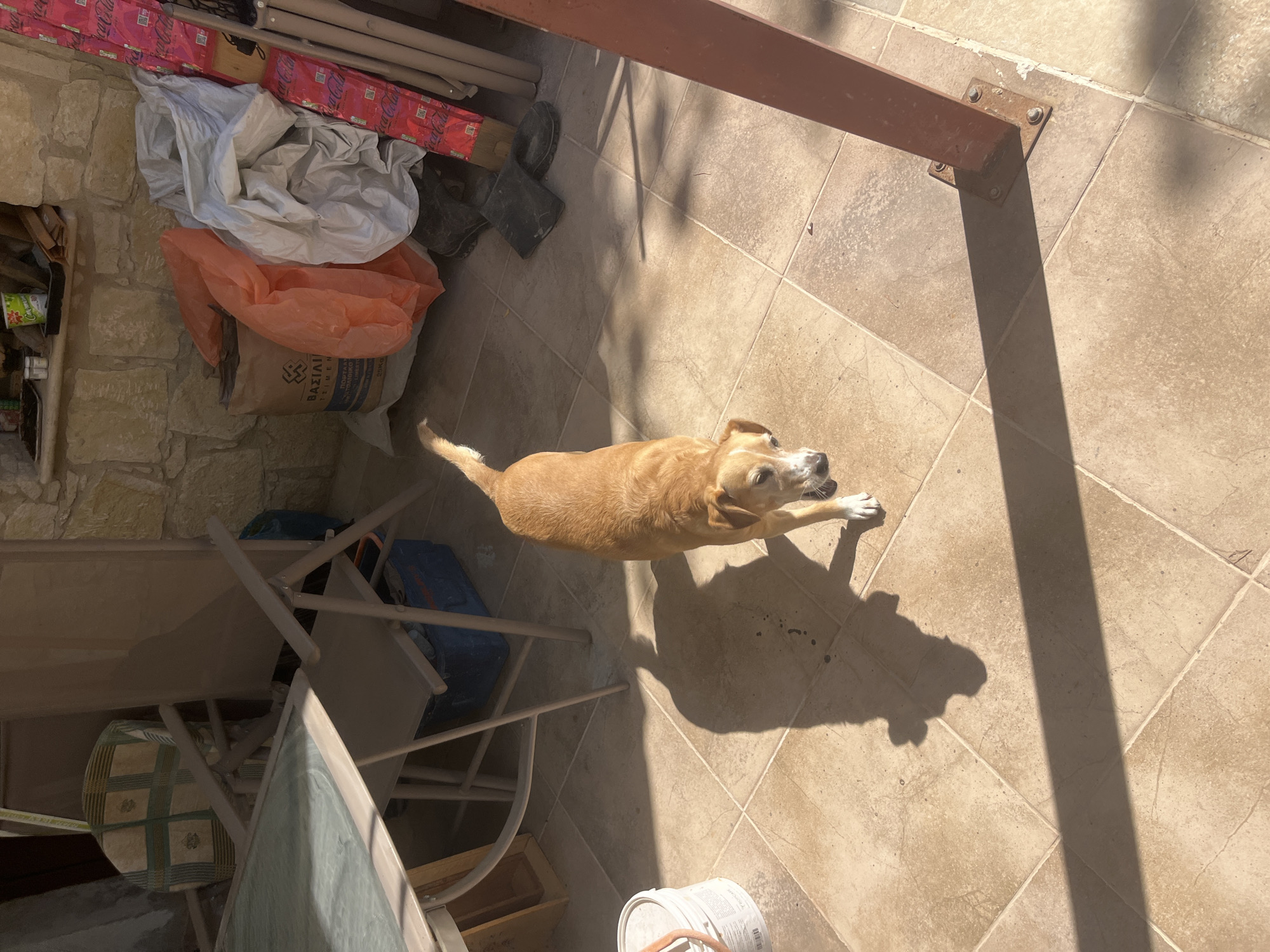 A medium-sized, light brown dog with a white muzzle and chest is walking on a tiled patio in Silikou, Cyprus. The dog is casting a shadow. To the left of the dog, a table with a glass top and metal frame is partially visible, along with chairs. To the right and behind the dog, there are several items including bags of material, a blue plastic container, and some long cylindrical objects leaning against a stone wall. The scene is outdoors, with sunlight casting shadows.