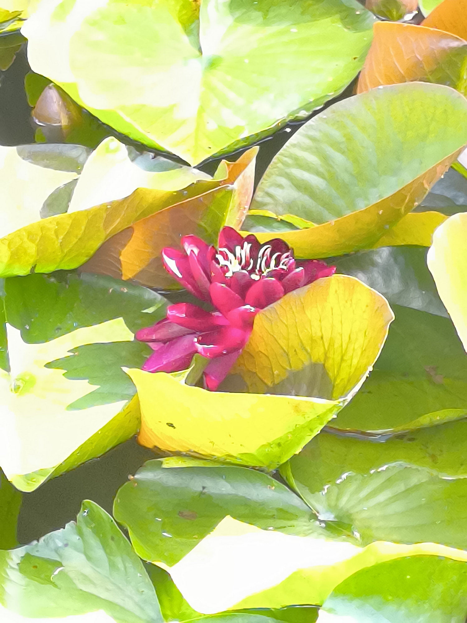 A close-up, vertically oriented photograph captures a vibrant pink water lily bloom nestled amongst large, green and yellow lily pads floating on dark water. The flower, with its tightly furled petals and distinct white stamen, is the central focus. Some lily pads are a bright, almost fluorescent yellow, while others are a deep green, with some showing tinges of orange or brown, suggesting various stages of growth or decay. The water reflects the light and the colors of the surrounding foliage, creating a dappled effect. This scene is located within the botanical garden in Mosėdis, Lithuania, a place renowned for its collection of amber.