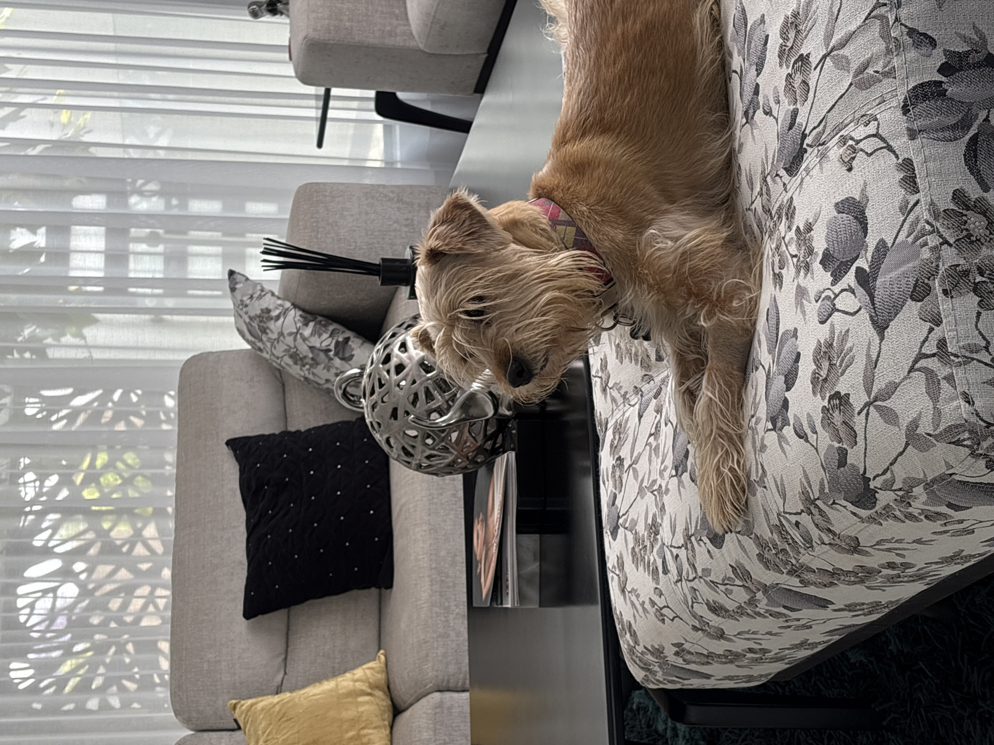 This image, captured in San Bernardino Tlaxcalancingo, Mexico, showcases an indoor living area with a relaxed dog. The photograph is oriented vertically, with the dog lying along the right side. The main subject is a small, shaggy-haired dog of light brown or sandy fur, possibly a terrier mix, wearing a colorful, patterned collar. It is resting on a sofa upholstered with a distinctive black and grey floral or leafy pattern on a light background. The dog's head is draped over the edge of the sofa, looking downwards towards a table.
Below the dog's head, on a dark-surfaced coffee or side table, are decorative items. These include a metallic silver spherical object with intricate, open-work patterns, resembling a modern lantern or a decorative sculpture, and a black reed diffuser with several black reeds. A corner of what appears to be a book or magazine is also visible on a shelf beneath the table.
To the left, a second, simpler light grey upholstered sofa or armchair is visible, furnished with a black pillow adorned with small white dots and a bright yellow decorative cushion. The background features a large window covered with white horizontal blinds or sheer shades, through which ample natural light enters. The sunlight creates dappled shadows and bright patterns on the blinds, indicating trees or plants outside. The overall lighting suggests it is daytime. The dog appears calm and observant. There is no visible text in the image.