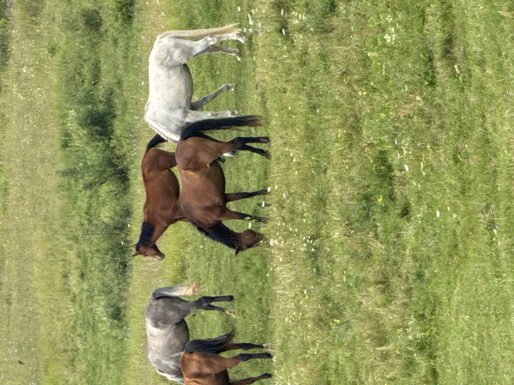 Six horses are grazing in a field in Galinė, Lithuania. The horses are of various colors, including brown, white, and grey. The field is covered in green grass and dotted with small white and yellow flowers. The horses are spread out, with some grazing closer to the foreground and others further back. The background shows more of the grassy field, with some trees and bushes visible in the distance. The sky is not visible in the image. The scene appears to be a natural and peaceful setting.