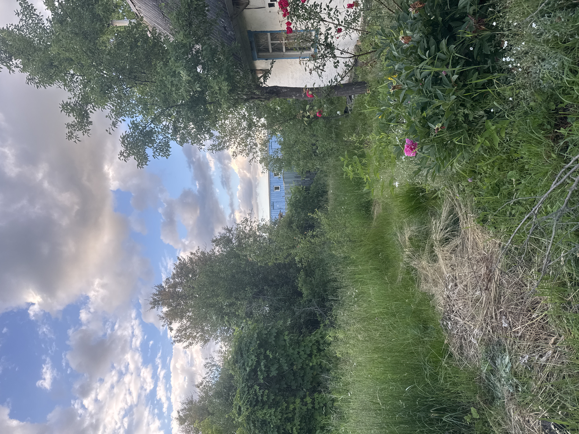 The image depicts a somewhat overgrown yard with a white, rustic house on the right side. The house has a dark, sloped roof and a window with a blue frame. Red roses are blooming on bushes near the house. The yard is filled with tall green grass, some dry hay, and various plants, including a large pink peony. In the background, there are numerous trees and bushes, and a blue metal structure can be seen beyond a wooden fence. The sky is partly cloudy with patches of blue. The overall impression is of a rural or semi-rural setting, possibly a dacha or a rural homestead, in the village of Takhtaulove, Ukraine. There are no people or animals visible in the image.