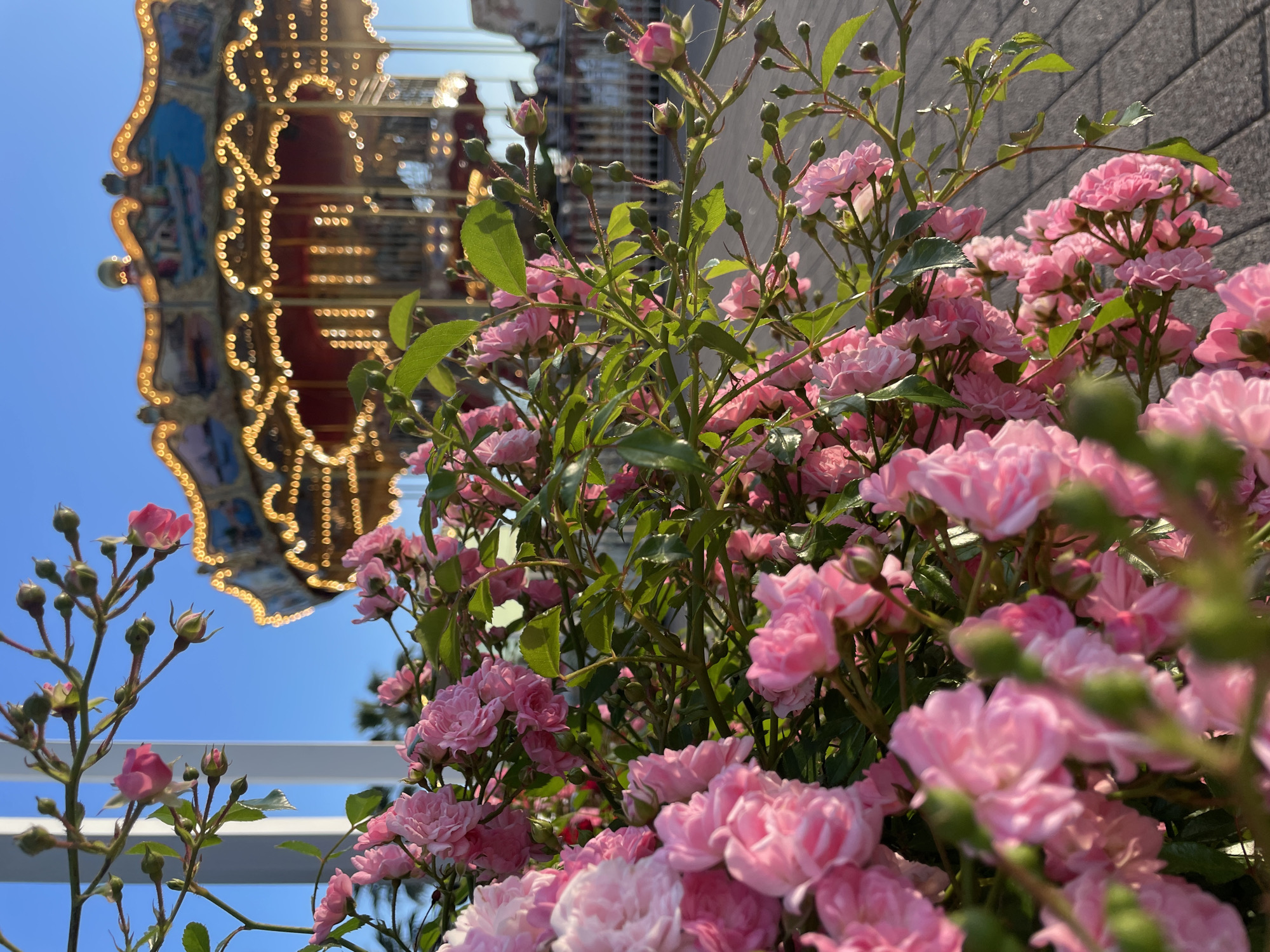 The image depicts a close-up of a cluster of delicate pink roses in the foreground, with a carousel blurred in the background. The carousel features ornate decorations and numerous lights that are illuminated, suggesting it is either dusk or evening. The scene appears to be outdoors, with a clear blue sky above and a paved surface in the lower right portion of the image. The roses are the primary focus, their soft petals and green leaves rendered in sharp detail, while the carousel is softly out of focus. The overall impression is one of a whimsical or romantic setting, potentially at an amusement park or entertainment venue. The location is identified as the city of Sochi, Russia. There are no people visible in the image.