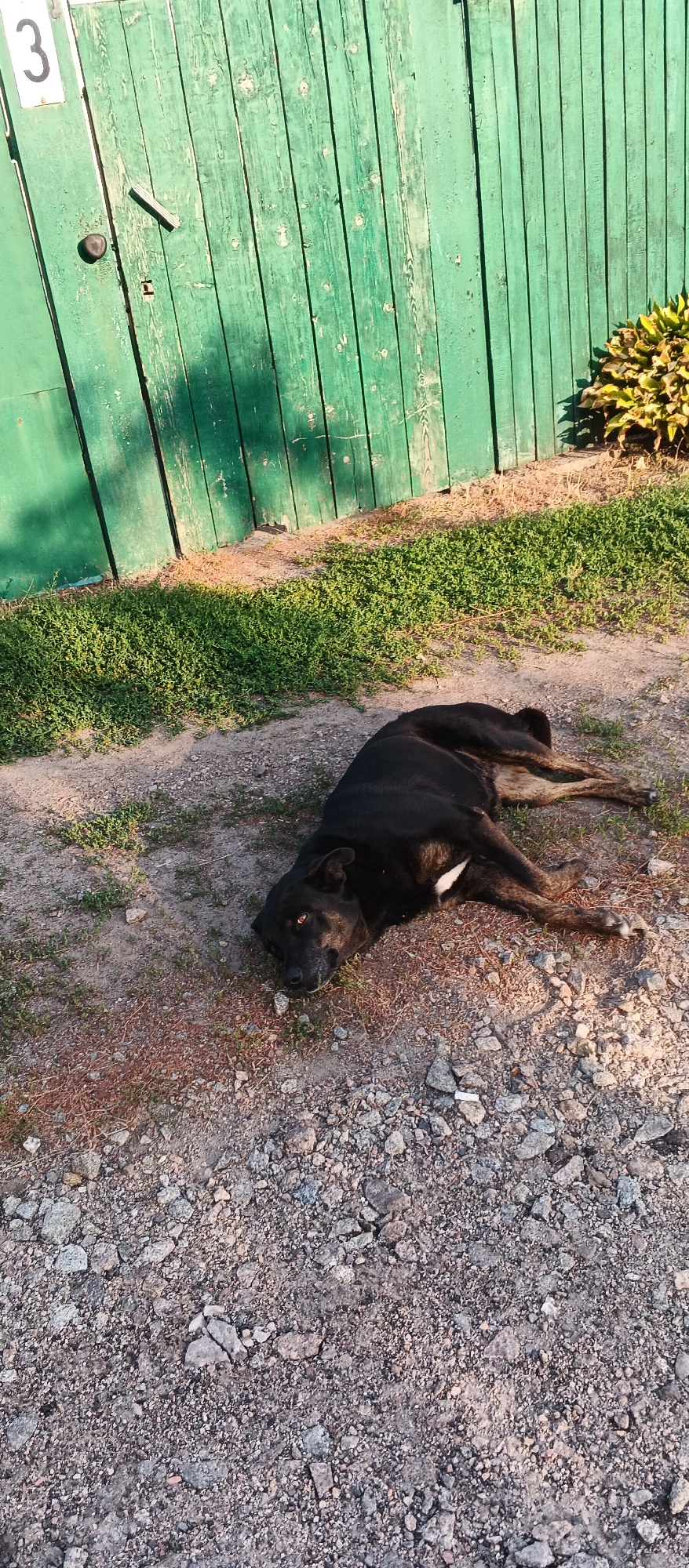 A black dog lies on its side on a dirt and gravel path in front of a weathered green wooden fence. The dog's body is mostly black with some white markings on its chest and legs. It is facing towards the viewer, with its eyes open and looking towards the camera. The fence is vertical and appears to be made of planks. On the fence, there is a white square with the number "3" in black. To the right of the fence, a cluster of yellow-green foliage is visible. The ground is a mixture of gravel, dirt, and sparse green grass. The lighting suggests it is a sunny day, casting shadows on the ground. The location is identified as Smila, Ukraine.