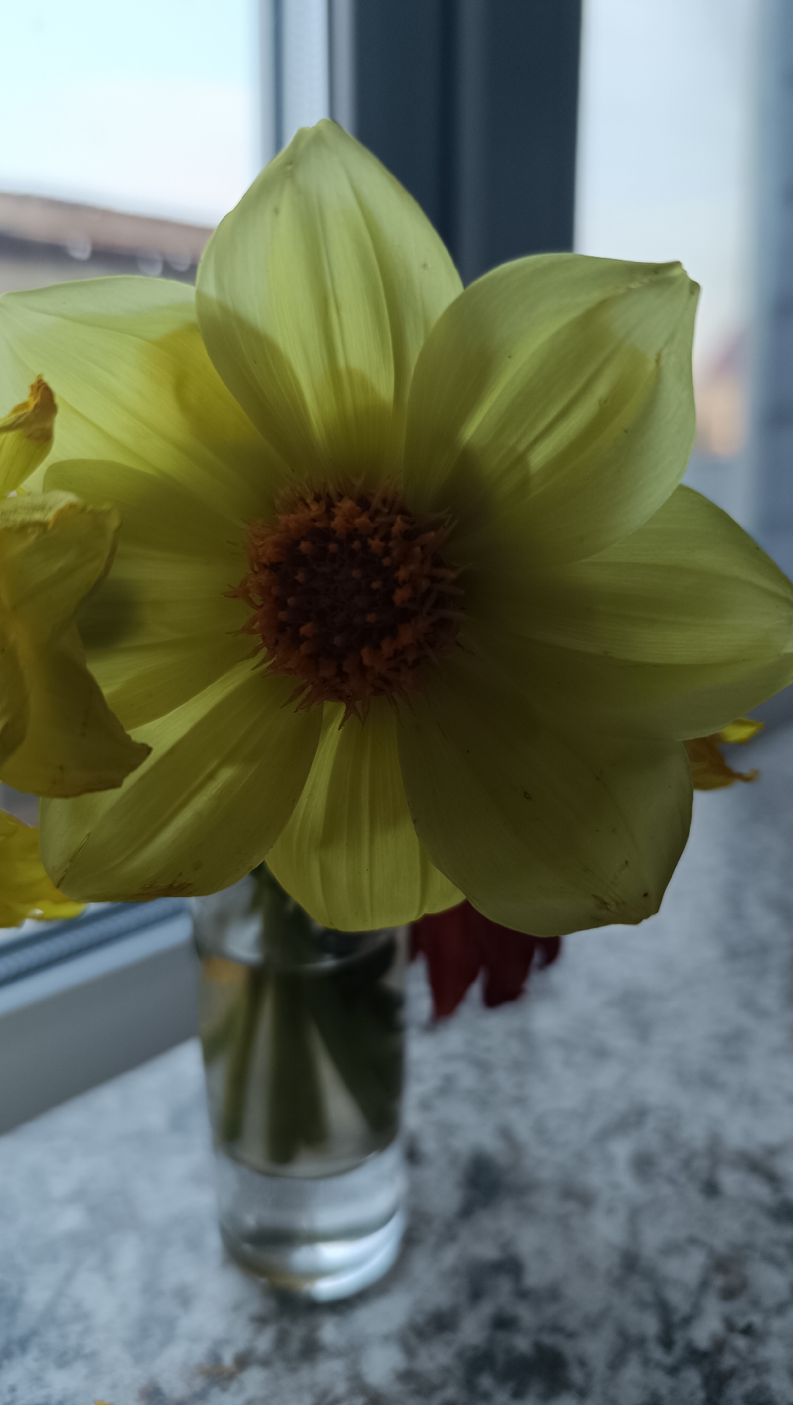 A close-up, eye-level shot shows a yellow dahlia flower in a small glass vase. The flower is positioned in the center of the frame, with its petals radiating outwards. The center of the flower is a mass of orange stamens. The vase, containing water and a green stem, sits on a grey, speckled surface. In the background, a window is visible, with a blurred view of the sky and a dark frame. A hint of a red petal is visible behind the yellow dahlia. The overall lighting suggests an indoor setting, possibly near a window. The image does not contain any individuals or any identifiable landmarks that would indicate a specific location in Karsha, Russia.