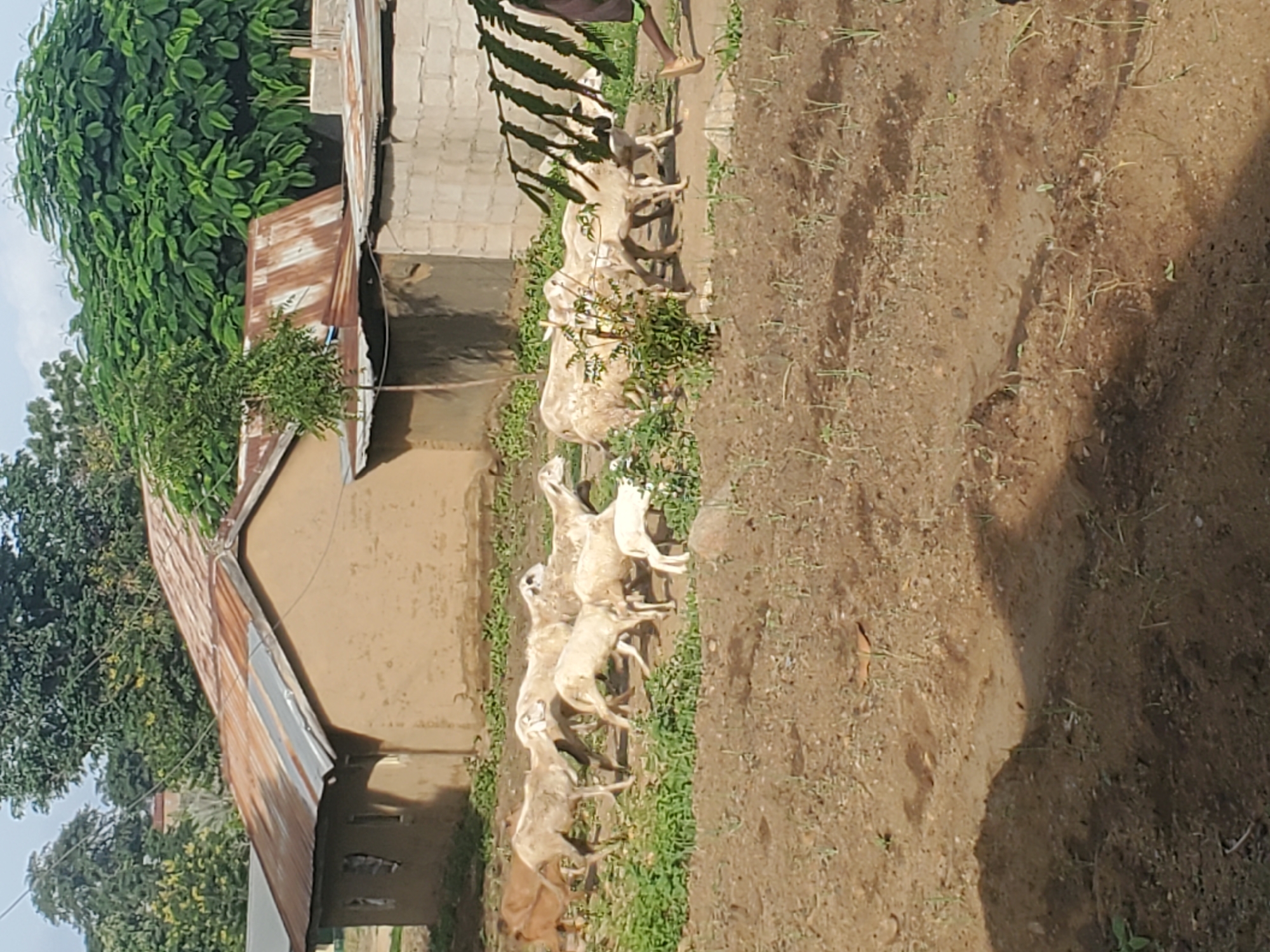 The image captures an outdoor scene where a herd of light-colored goats are walking in a line. The goats are the primary subjects, positioned vertically along the right side of the frame. Behind the goats, a person's legs are visible, wearing a brown shoe and green shorts, suggesting human presence and potential interaction with the animals.
The setting appears to be a rural or semi-rural area, characterized by a dirt ground with sparse green vegetation and some small plants growing in rows. To the left of the goats, there is a building with a weathered, corrugated metal roof and beige walls. The building has several small, dark openings that might be windows or vents. Adjacent to the building, dense green foliage and trees are prominent, indicating a vegetated environment. The overall impression is of a warm, possibly sunny day, judging by the shadows and the bright lighting. The scene is captured from a slightly elevated perspective, looking down on the goats. There is no visible text in the image.