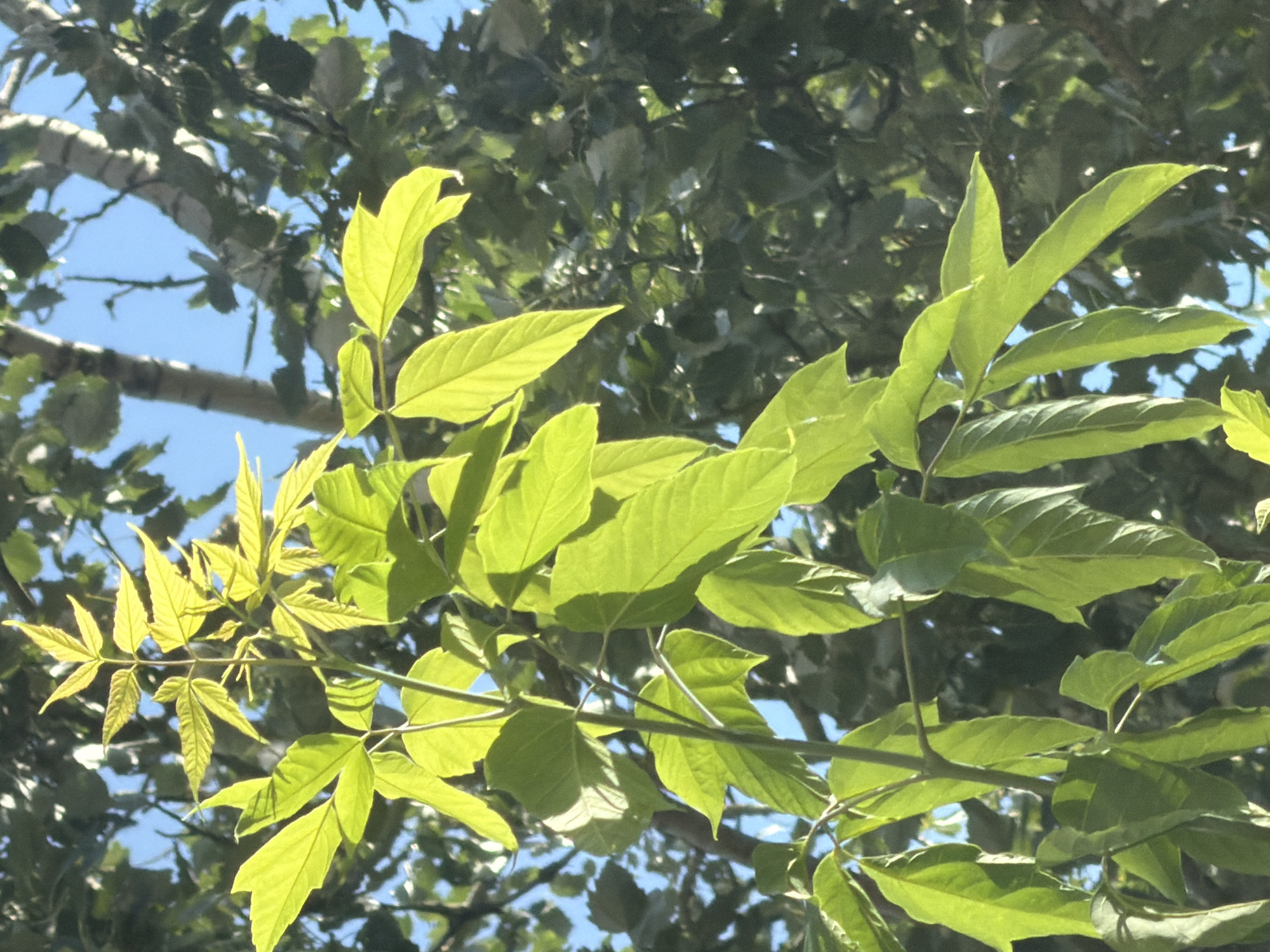 The image shows a close-up of bright green leaves on a tree branch, backlit by sunlight. The leaves are compound, with multiple leaflets arranged along a central stem. In the background, the dappled shade of other trees and a bright blue sky are visible. A section of a lighter-barked tree trunk with dark markings is also visible in the upper right quadrant of the image. No people, animals, or man-made objects are discernible in the scene. The image appears to be taken outdoors in a natural setting, possibly a park or garden. The location of Khimki, Russia is not visually evident from the image content.