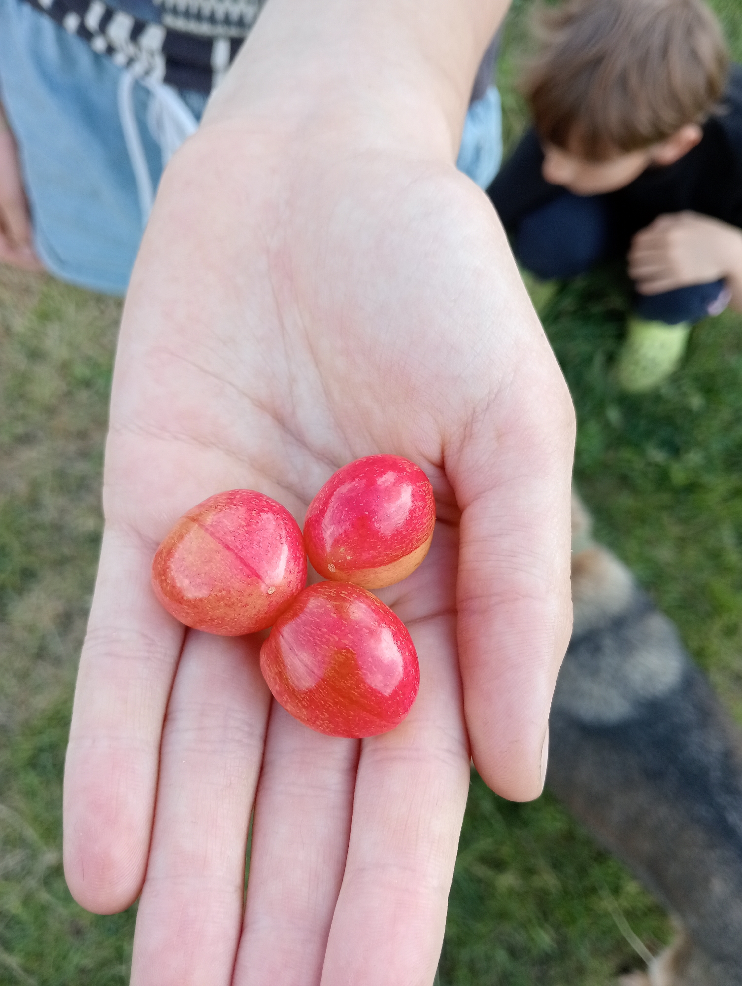 A light-skinned human hand, oriented palm-upward, holds three variegated red and yellow cherries in the foreground. The cherries are round with a glossy surface, displaying a predominant red hue over a yellow-orange base. In the blurred midground, to the left, a person is partially visible wearing light blue denim shorts and a dark patterned top. To the right, a young child with brown hair, wearing a dark shirt and bright green footwear, is observed in a crouched position, looking downwards. A portion of a gray and black-furred animal, possibly a dog, is visible in the lower right background. The entire scene is set outdoors on a patch of green grass, indicative of a yard or field. The image captures an outdoor moment in Babyn, Ukraine.