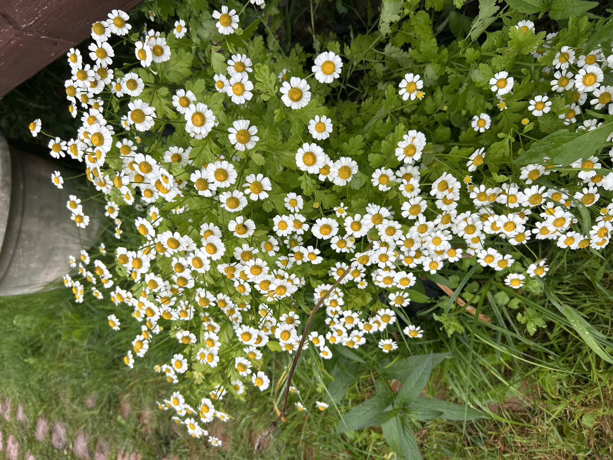 A close-up, high-angle shot captures a dense cluster of white daisy-like flowers with yellow centers, growing amidst lush green foliage. The flowers are predominantly in focus, with some slightly blurred in the foreground and background. The surrounding environment includes grass, a glimpse of a large grey pot, and a dark wooden surface on the right. The scene appears to be outdoors, possibly in a garden, with a general impression of a slightly damp atmosphere indicated by water droplets on some leaves. The overall setting is a natural environment with some man-made elements.