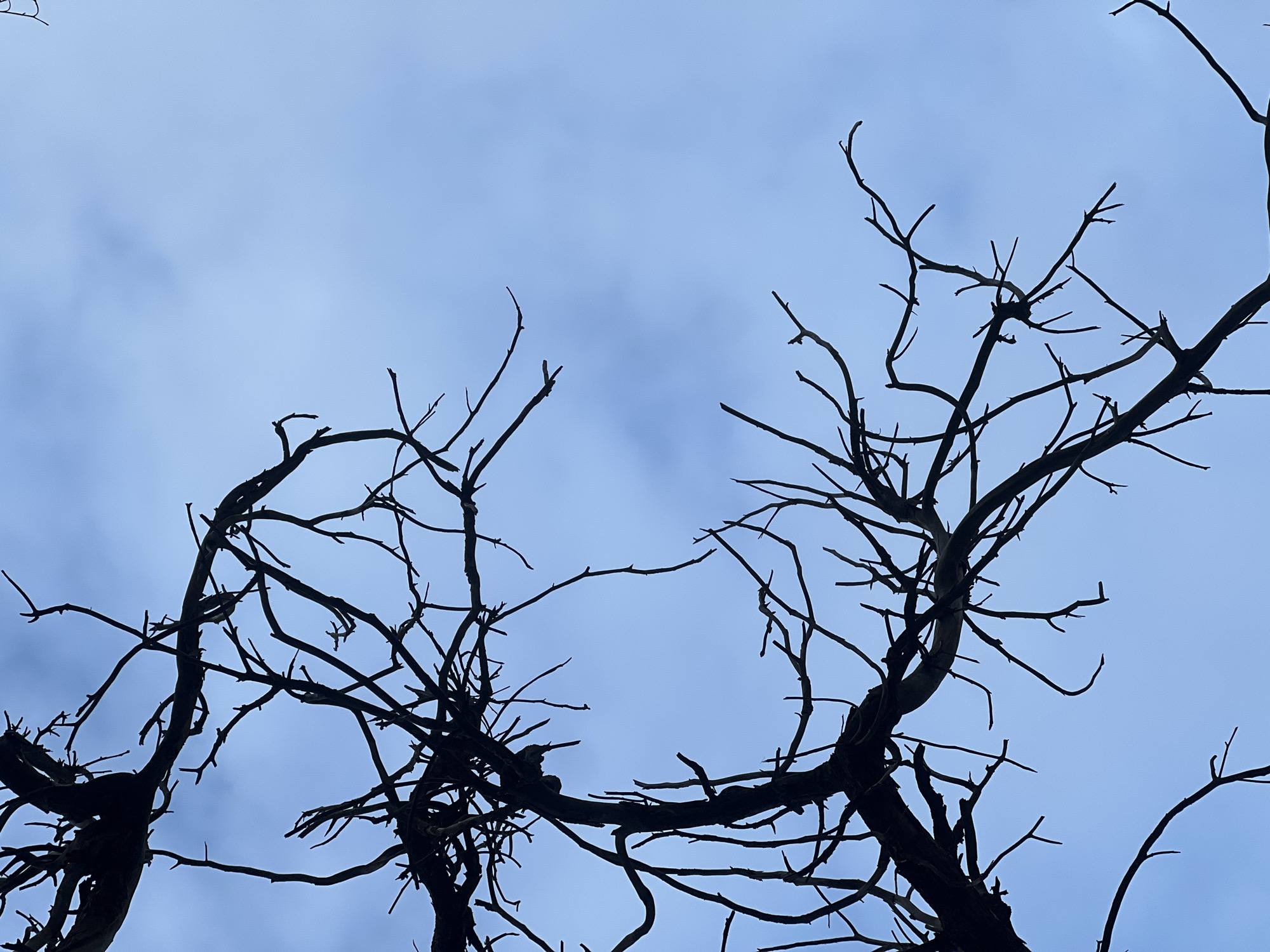 A low-angle shot depicts the silhouette of bare tree branches against a pale blue, cloudy sky. The tree is leafless, suggesting either winter or a dead tree. The scene is devoid of people. The environment is characterized by the branches' intricate network against the light sky. There is no discernible information to definitively determine the location as M'Diq, Morocco.