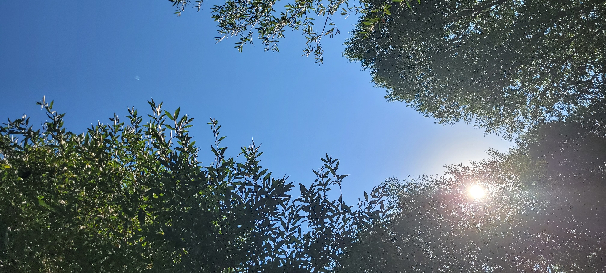 The image captures a view looking up through the branches of trees towards a clear blue sky. The sun is visible in the lower left quadrant, peeking through the foliage and creating a lens flare effect. There are green leaves and branches framing the sky from the top left, top right, and bottom right. The bottom left of the image is dominated by darker, silhouetted foliage, with the bright sun partially obscuring it. A faint, circular shape, possibly a distant cloud or an artifact, is visible in the upper middle section of the sky. The scene is an outdoor environment, likely in a park or a wooded area within a city.