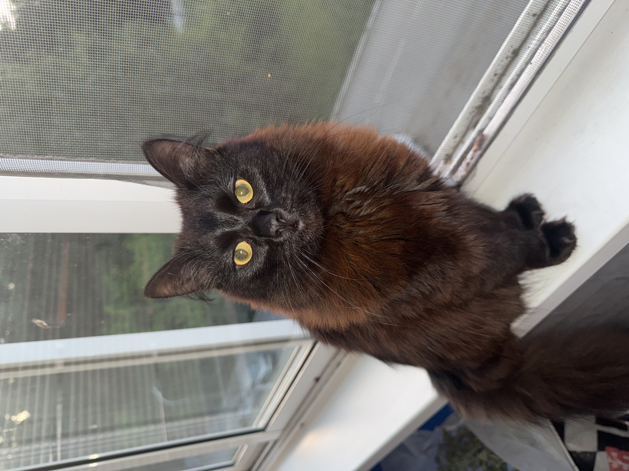 A medium shot shows a black and brown long-haired cat with yellow eyes sitting on a white windowsill. The cat is facing the camera, and its body is angled slightly to the right. Its fur is dark on top, transitioning to a reddish-brown on its chest and legs. The cat's tail is visible on the left side of the frame, resting on the windowsill. Behind the cat, a window with a screen is visible. Through the window, greenery and a blurry outdoor scene can be seen. The windowsill appears to be part of an indoor setting, possibly a home. The location of Chaikovsky, Russia, is not directly discernible from the visual information in the image.