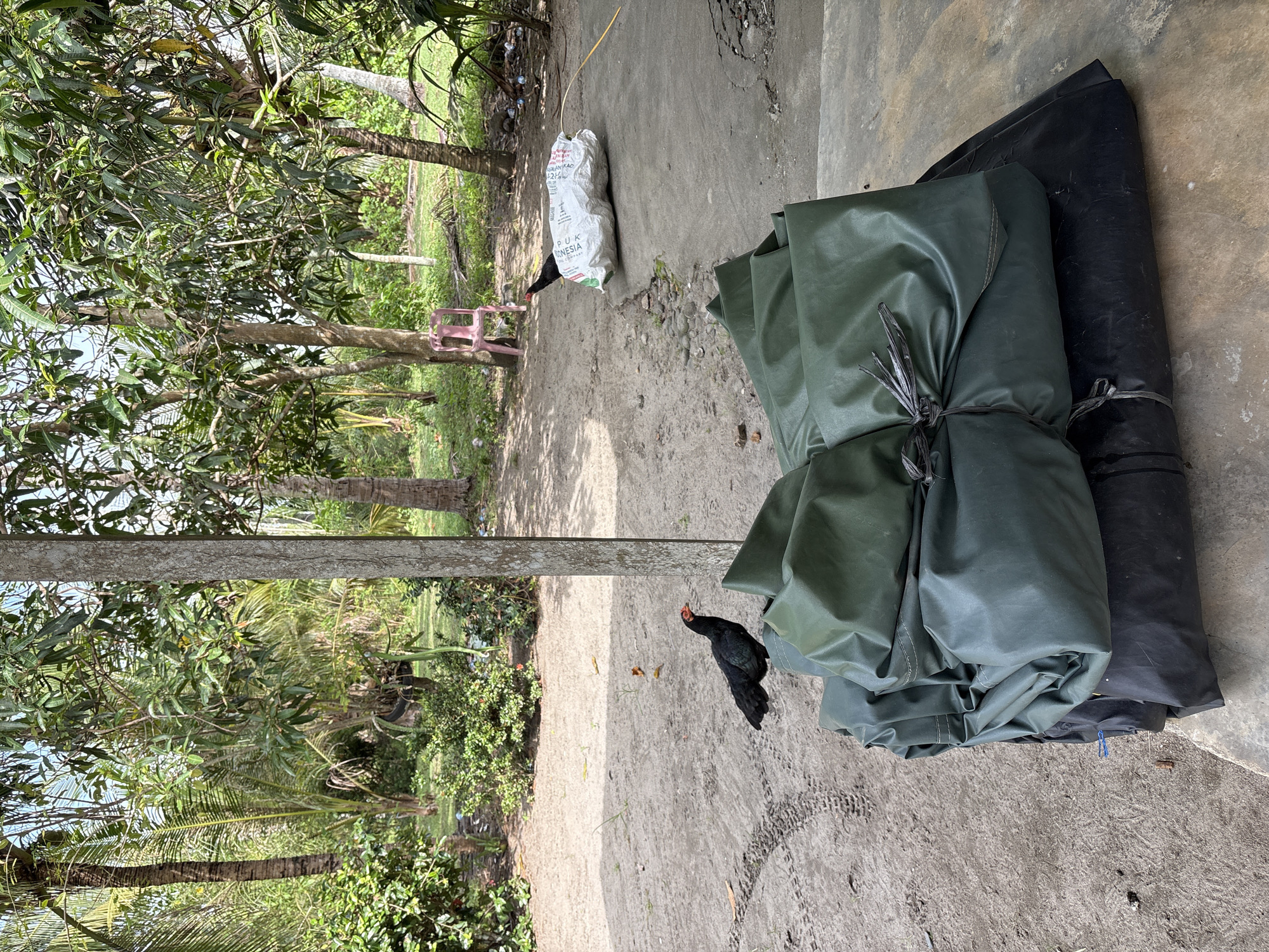 In Beunyot, Indonesia, the image depicts an outdoor scene with a sandy ground, concrete slabs, and lush vegetation. In the foreground, a stack of large, dark green and black tarps are neatly folded and tied. To the left, a black hen with a red comb stands on the sandy ground, facing left. Further into the scene, a large white sack is situated on the concrete, with a black hen pecking at it. A pink plastic chair is visible in the background amidst the trees. The environment suggests a rural or semi-rural setting, possibly a yard or open area.