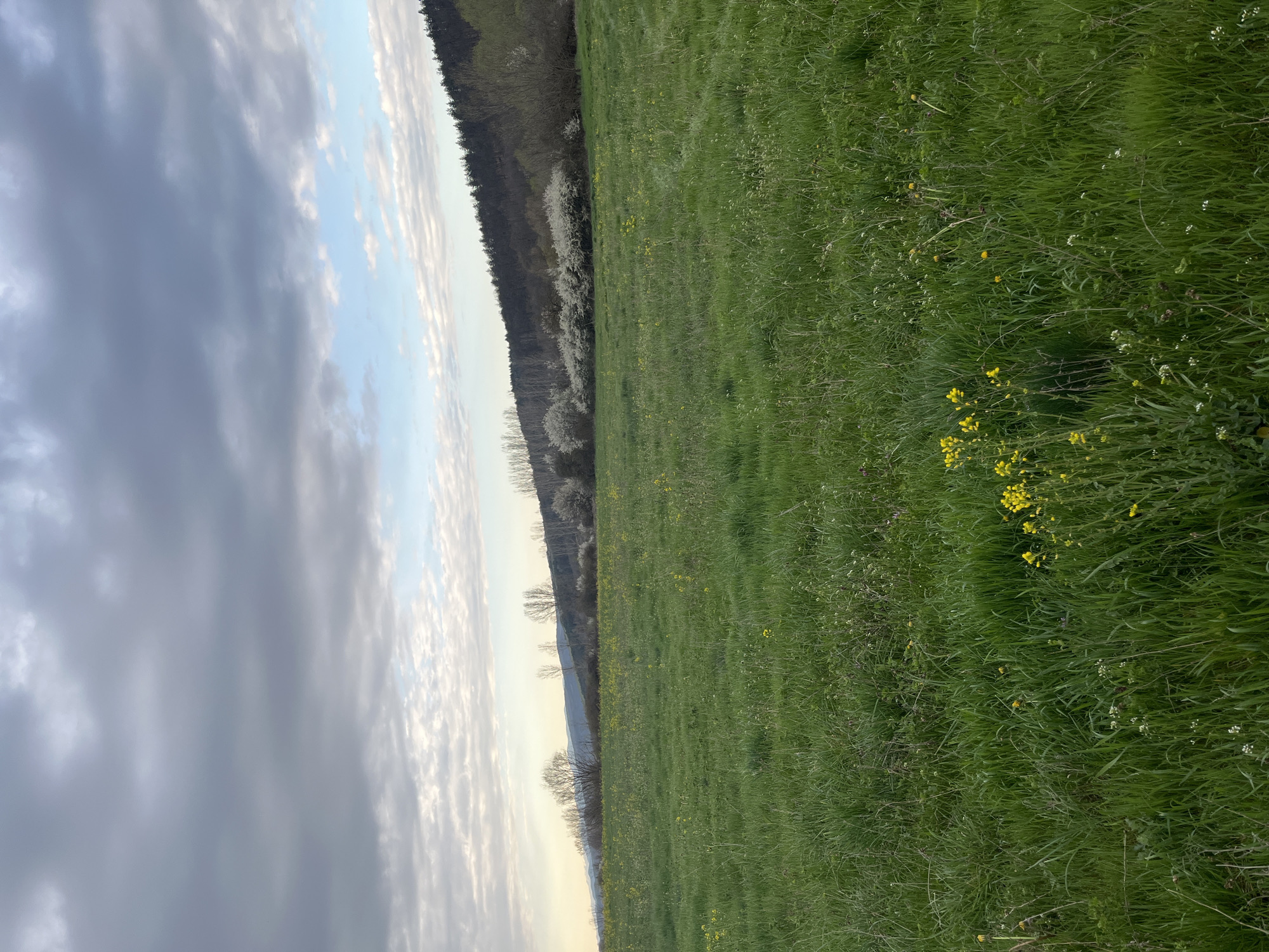 The image captures a rural scene, potentially in the vicinity of Varbeshnitsa, Bulgaria, showcasing a grassy field with wildflowers. Predominantly, the field is covered in green grass interspersed with patches of small yellow and white flowers. A line of trees marks the boundary between the field and what appears to be a forested area in the background. The sky above is characterized by a mix of dark, heavy clouds and patches of lighter, brighter sky, suggesting an overcast or partly cloudy day. There are no people visible in the scene. The focus is on the natural landscape, highlighting the transition from open meadow to woodland. The lighting suggests it may be late afternoon or early evening.