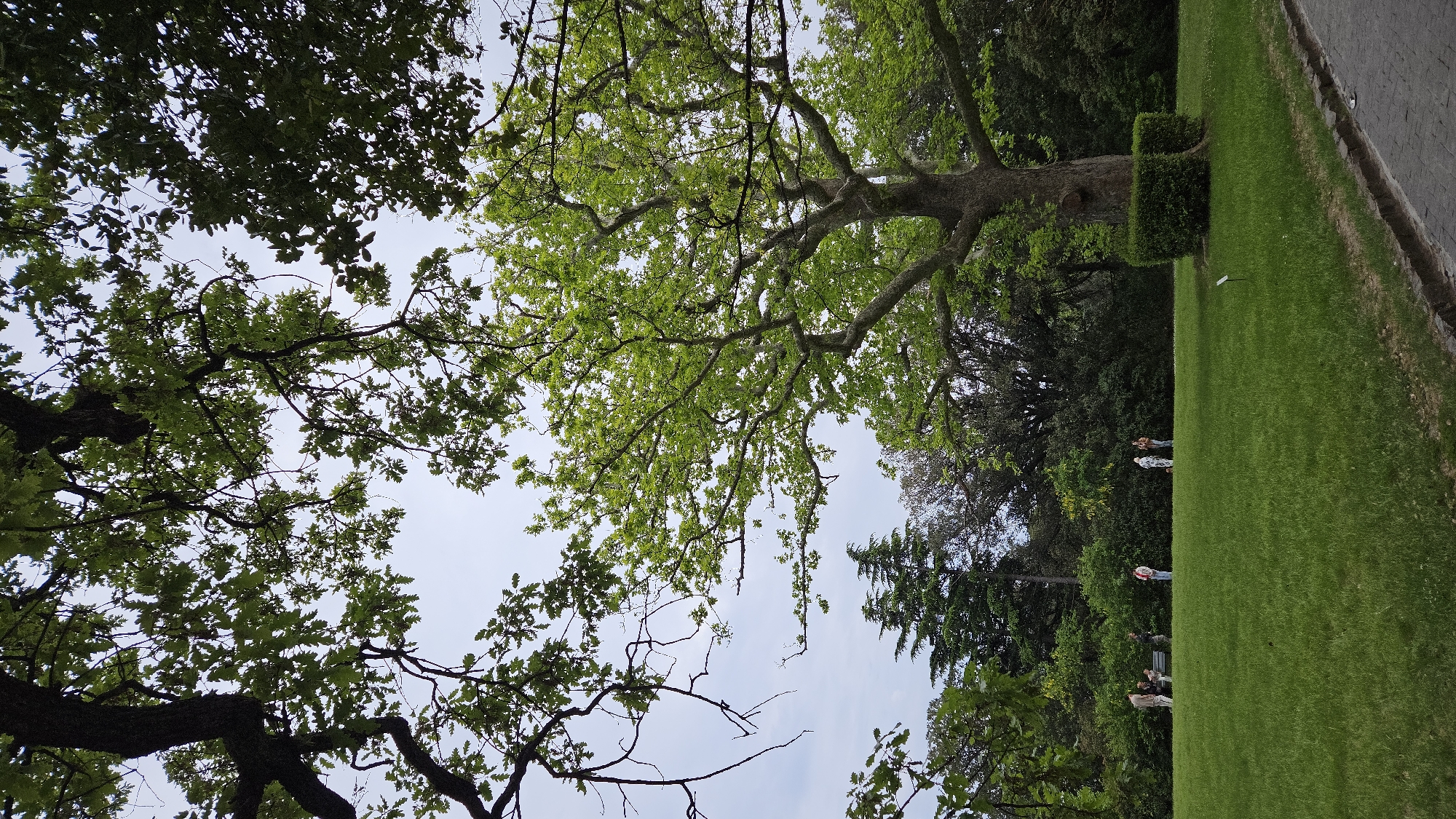 Captured from a low angle, the image frames a picturesque scene of a park within the city of Алупкинский городской совет, Ukraine. Lush green grass stretches into the background, meeting an array of trees, varying from dense canopies to slender pines. Several individuals appear in the midground, some seated on a bench and others standing on the grass. A neatly shaped hedge sits adjacent to a large tree, its branches spreading wide across the frame against a backdrop of a bright, overcast sky. The presence of a paved walkway is observed on the right edge, suggesting a path within the park.