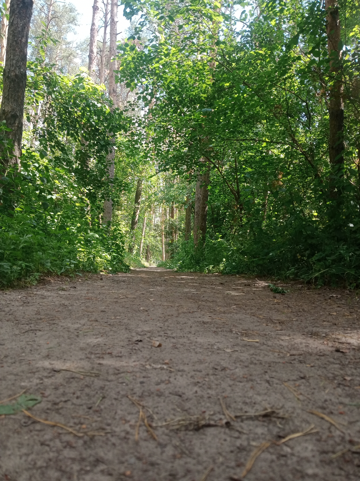 The image depicts a dirt path leading through a sun-dappled forest in Vlasivka, Ukraine. Tall, slender trees with visible bark line both sides of the path, their canopies creating a partial overhead covering of lush green leaves. Sunlight filters through the foliage, casting shadows and highlights on the path and surrounding vegetation. The path itself is composed of dry soil and small stones, with scattered leaves and twigs visible. The ground appears to be level, and the path recedes into the distance, creating a sense of depth within the wooded environment. The scene is tranquil and natural, evoking a sense of being in a park or a natural reserve. There are no people or animals visible in the image.