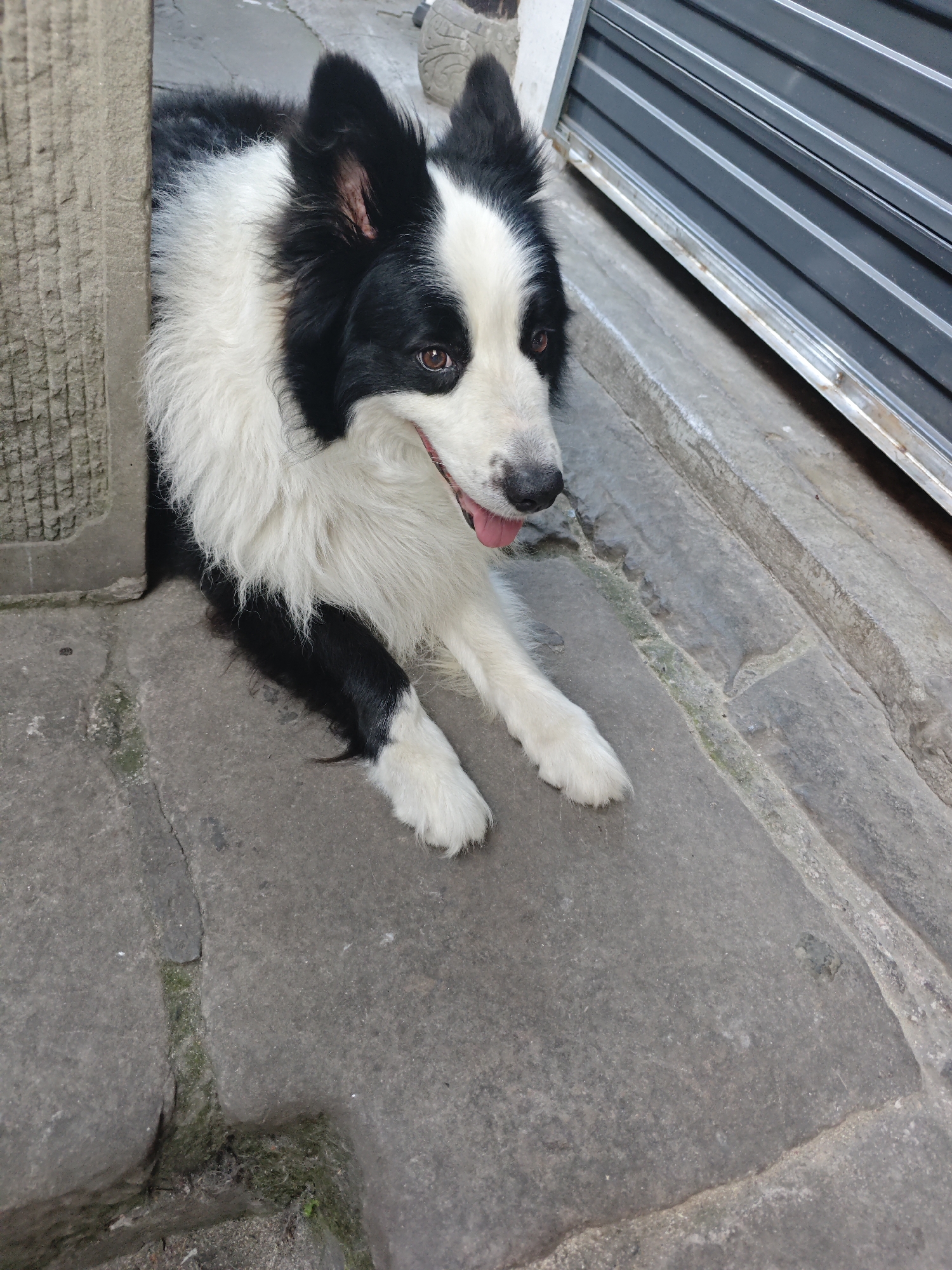 A black and white Border Collie lies on a gray stone surface beside a building in Shapingba District, China. The dog is partially obscured by a stone pillar. The dog's front paws are extended forward. A corrugated metal door is partially visible to the right.