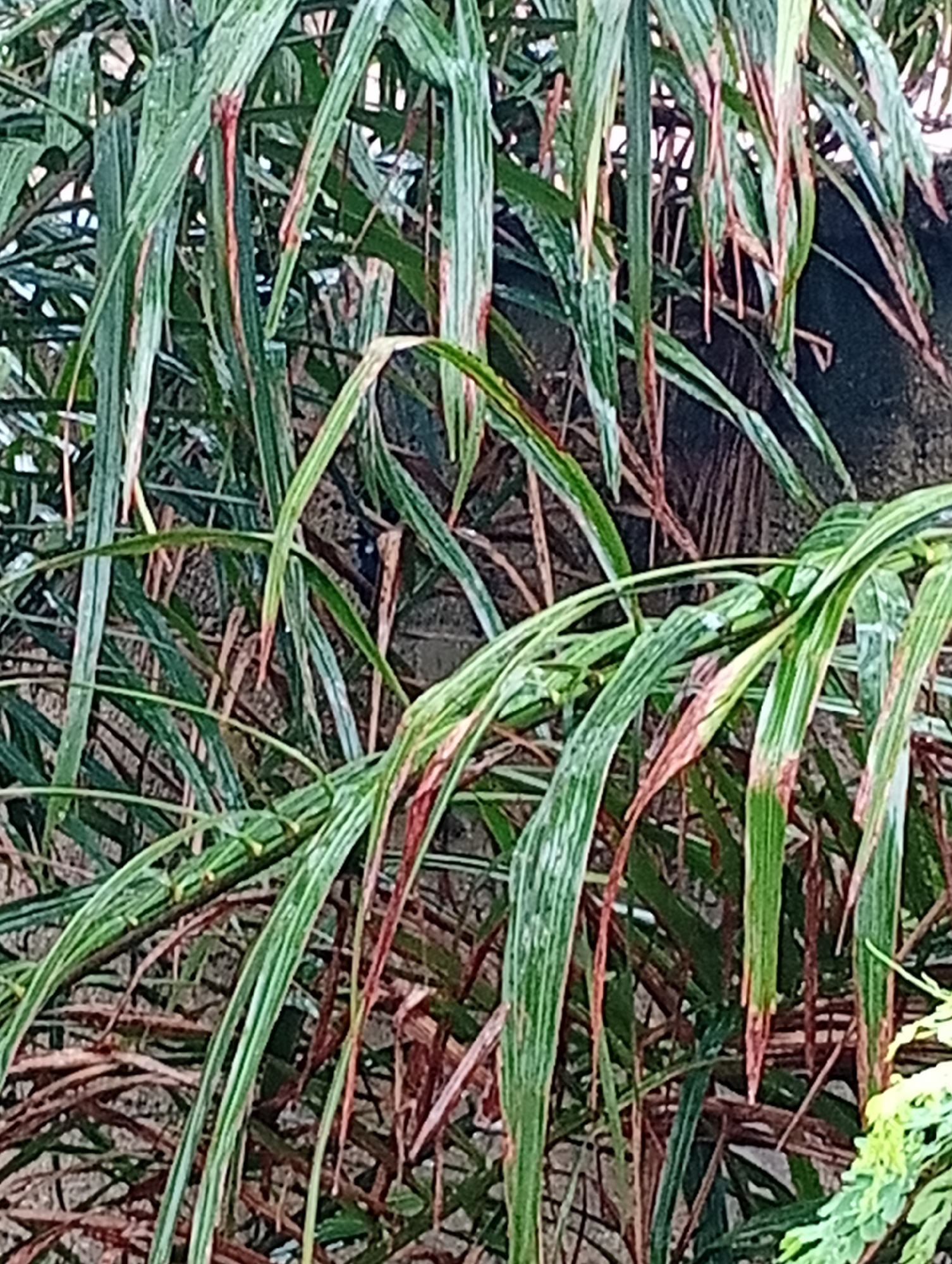 This media file presents a close-up, angled shot of lush green palm leaves, with some leaves showing signs of browning and red-tinged edges, suggesting a natural outdoor setting. The leaves are long and slender, arranged in a dense canopy that obscures the background. A dark, textured surface, possibly a tree trunk or a wall, is visible behind the foliage. The lighting appears diffused, hinting at an overcast day or a shaded area, and there are no distinct shadows to indicate a specific time of day. The overall impression is one of a tropical or sub-tropical environment, potentially in a garden or a wild, overgrown area. There are no people or discernible objects other than the plant life. The scene is static, with no activity taking place. The focus is entirely on the texture and color variations within the palm fronds, highlighting their natural state, including signs of natural aging or environmental stress. The location context of Jalingo, Nigeria, reinforces the possibility of a tropical climate. No text is visible in the image.