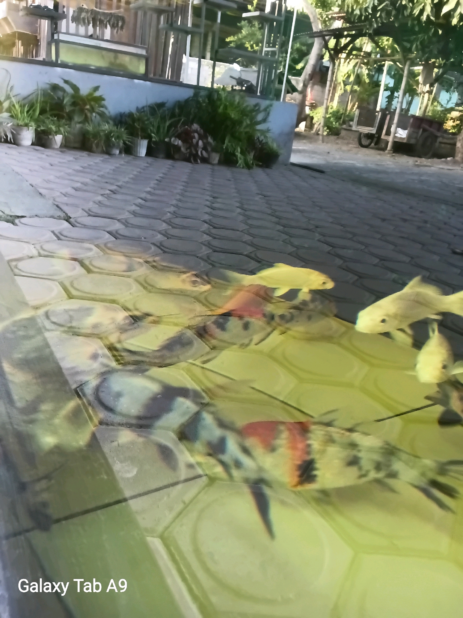 The image depicts a fish pond with several koi fish swimming. The pond has a tiled bottom with a hexagonal pattern, creating a visual effect that distorts the fish's appearance. Surrounding the pond is a paved area with similar hexagonal tiles. In the background, there are potted plants, a fence, and some trees, suggesting an outdoor setting. The lighting indicates it is daytime. The text "Galaxy Tab A9" is present in the bottom left corner, identifying the device used to capture the image. The scene appears to be in Trenggalek, Indonesia, given the text on the bottom.