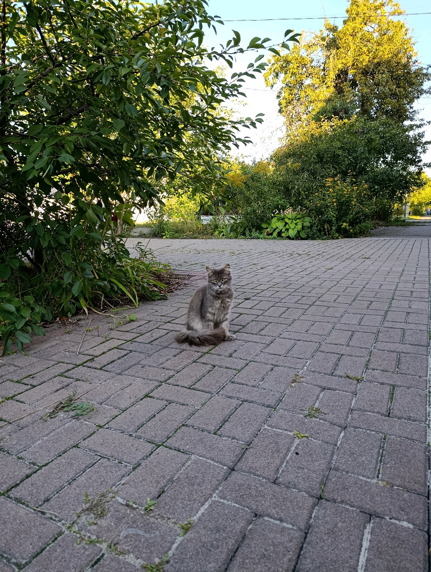 A medium-haired grey cat sits on a paved walkway made of interlocking bricks. The cat is facing the camera with its tail curled around its body. Behind the cat, there is dense green foliage and trees. The walkway extends into the background, bordered by vegetation. The scene appears to be an outdoor setting, possibly a park or residential area. The sky is visible in the upper portion of the image and appears to be clear and blue with some yellowed leaves from trees.