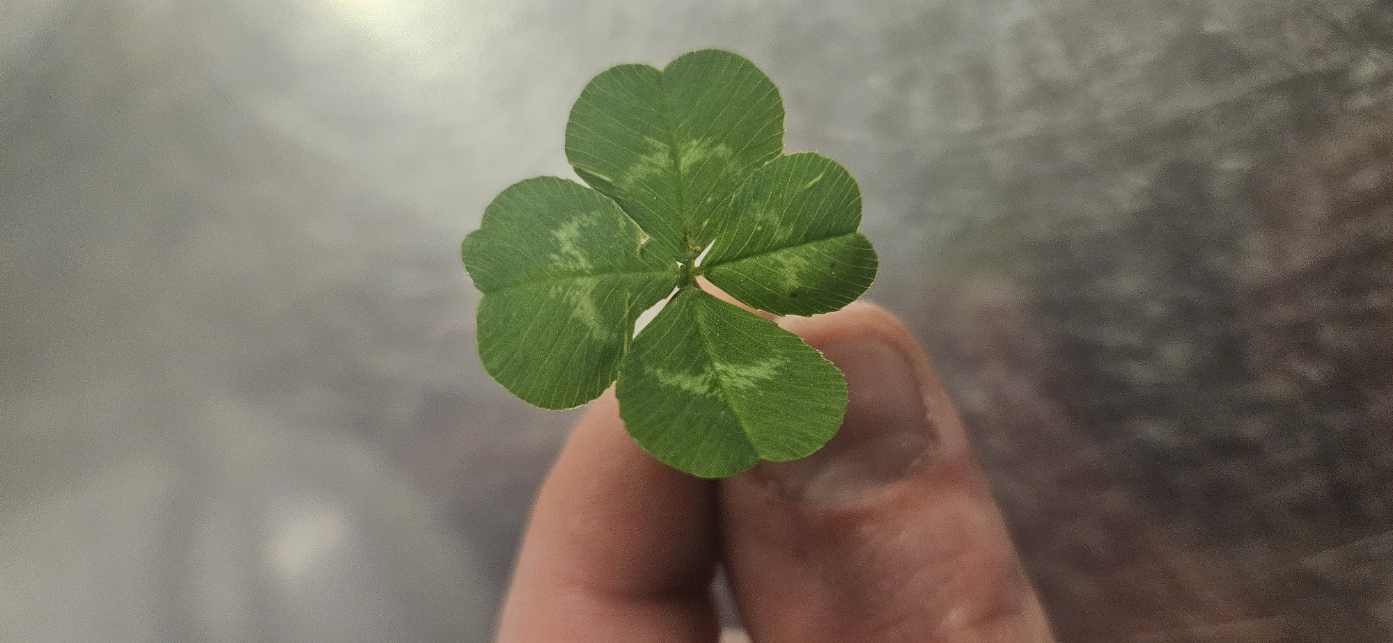 A four-leaf clover is held by a person's finger. The clover is green with lighter patches. The background appears to be a blurred, light-colored surface. The location is not discernible as Sofia, Bulgaria, from the given image.