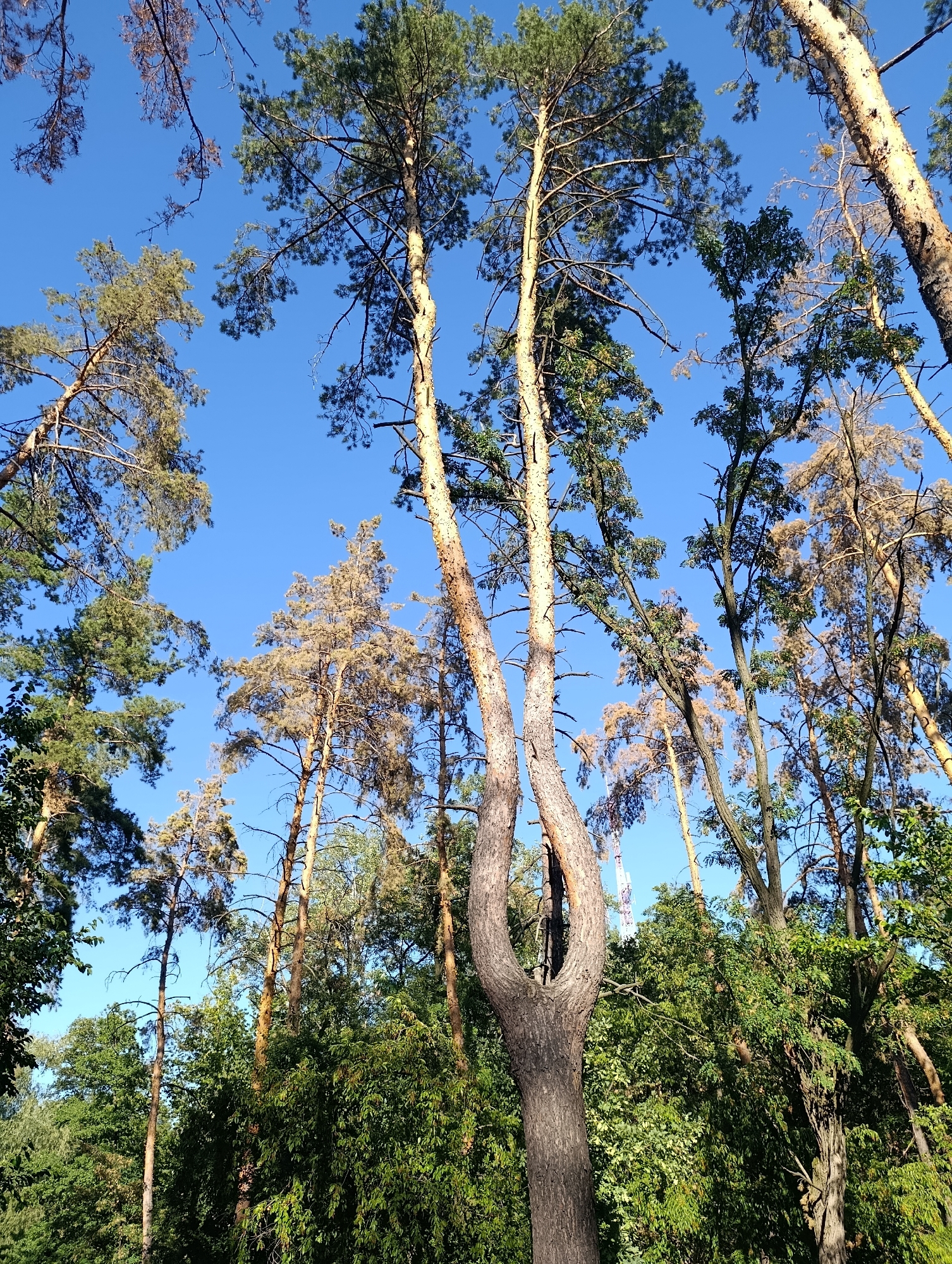 A low-angle, full shot shows a forest with a clear blue sky. In the foreground, a pine tree with a distinctive "Y" shaped trunk splits towards the top. The bark is rough and textured, with shades of brown and gray. Further back, other pine trees are visible, some appearing dried and brown, while others are green and vibrant. Dense green foliage from various trees fills the midground and lower portions of the image. A tall, slender telecommunication tower is partially visible through the trees in the background. The lighting suggests it is daytime, with sunlight casting shadows.