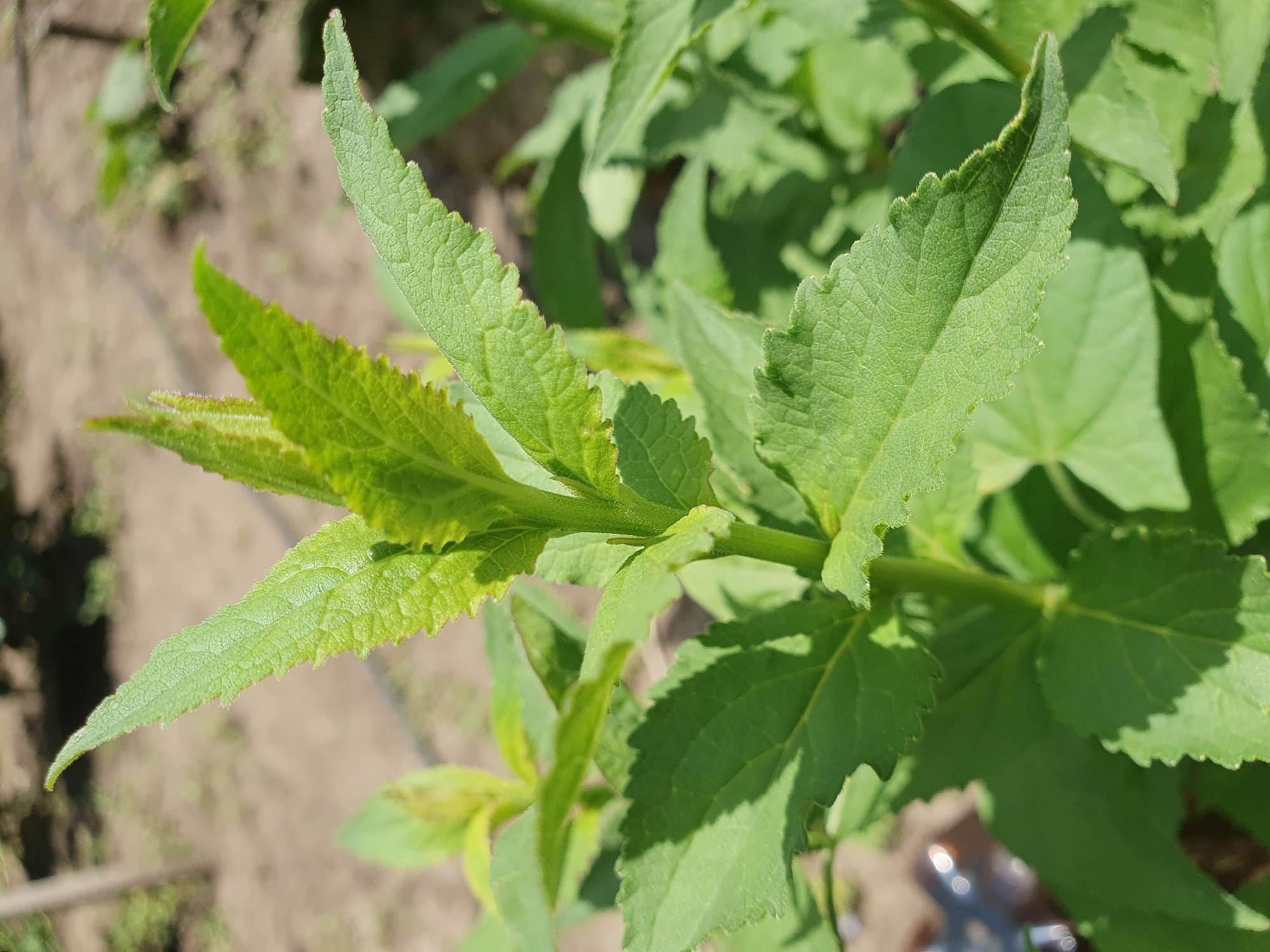 The image shows a close-up of a vibrant green plant with serrated leaves. The plant appears to be growing outdoors, with a blurred background of dry soil and vegetation, suggesting a sunny day. The foreground is dominated by the detailed texture of the leaves, which are veined and slightly fuzzy along the edges. There are no people, animals, or man-made objects clearly visible in the immediate vicinity of the plant, apart from a hint of some reflective material in the lower left corner which could be part of gardening equipment or debris. The overall impression is a natural scene, focusing on the intricate details of the plant's foliage. The location is given as Novoivanivka, Ukraine, a rural or semi-rural setting.