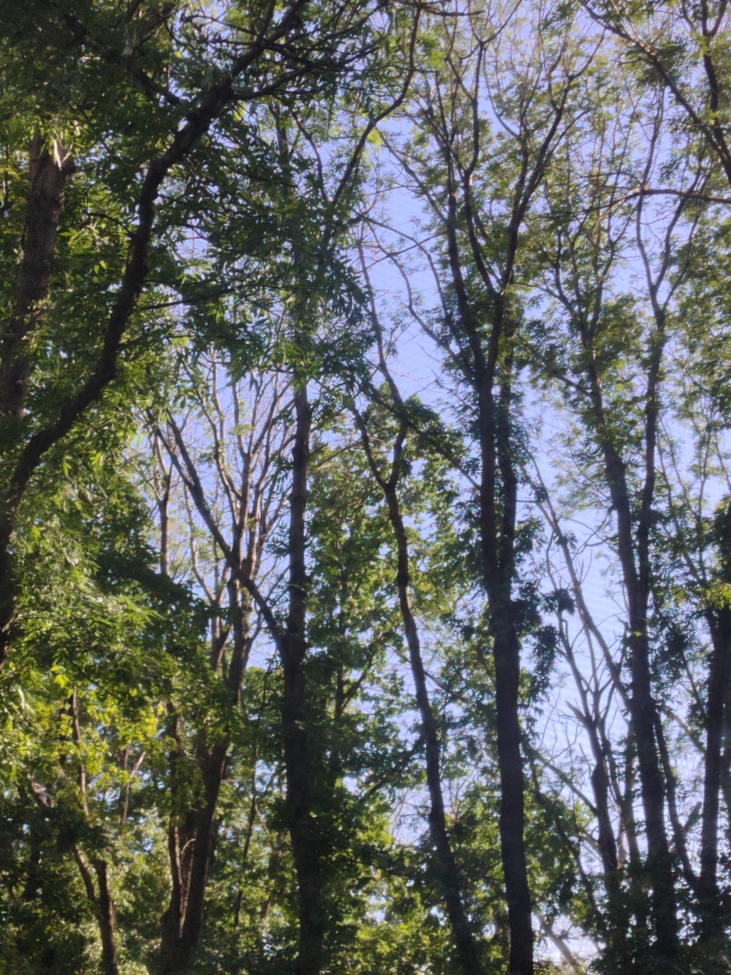 The image is a low-angle, vertical shot looking up into the canopy of trees. The trees are deciduous and appear to be in full leaf, with vibrant green foliage dominating the frame. The sky is visible through the branches, a light blue with some wispy white clouds. Sunlight filters through the leaves, creating dappled light and shadow patterns. The trunks of several trees are visible, dark brown and rough-barked. The overall impression is one of a dense, natural forest or park setting. There are no people or signs of human activity present in the image.
