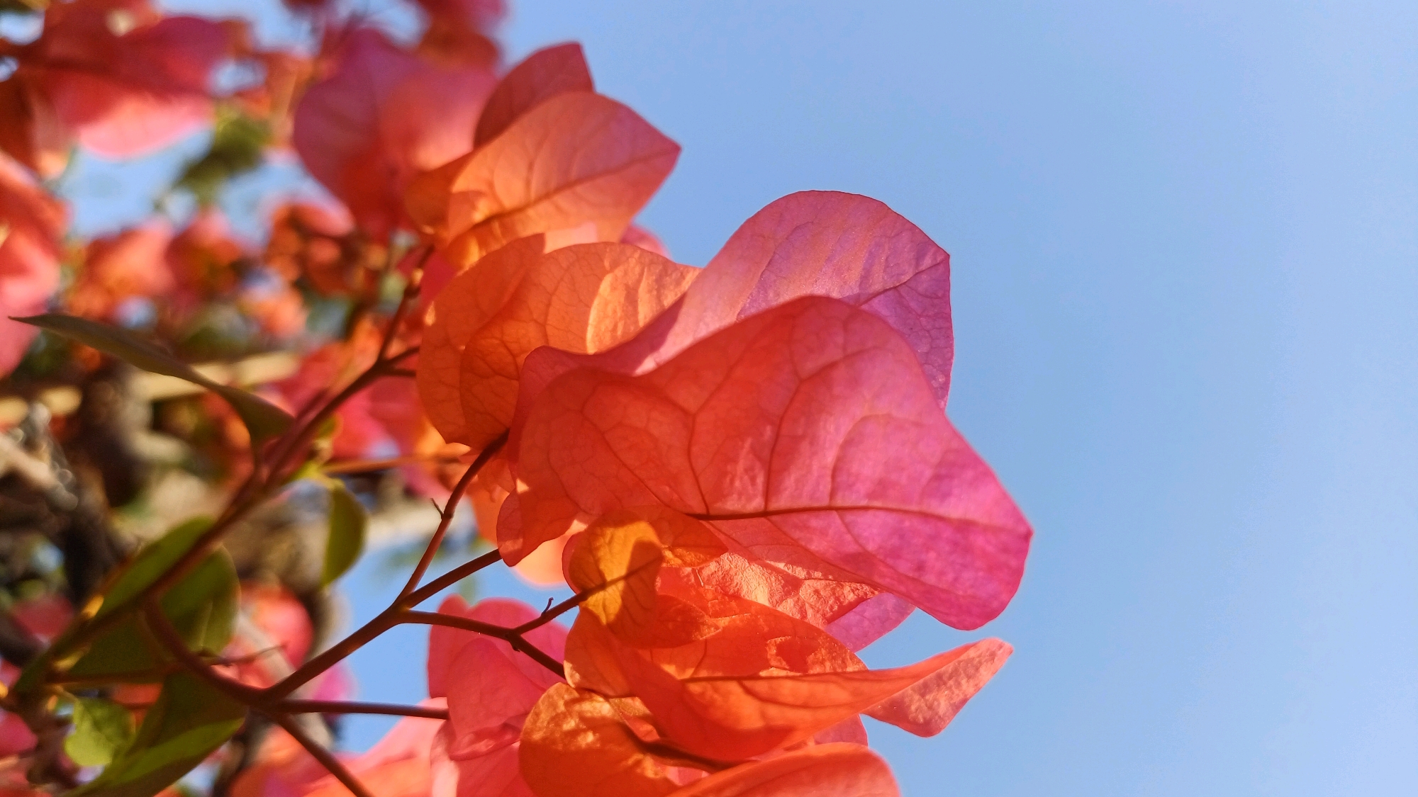The image shows a close-up of vibrant pink and orange bougainvillea flowers against a clear blue sky. The petals are translucent, revealing intricate vein patterns. The flowers are clustered on thin branches, with some green leaves visible in the background, out of focus. The lighting suggests it is daytime, possibly morning or late afternoon, given the warm tones of the flowers. The scene is natural and outdoors. The location is specified as Wonokerso, Indonesia. There are no people or animals visible in the image.