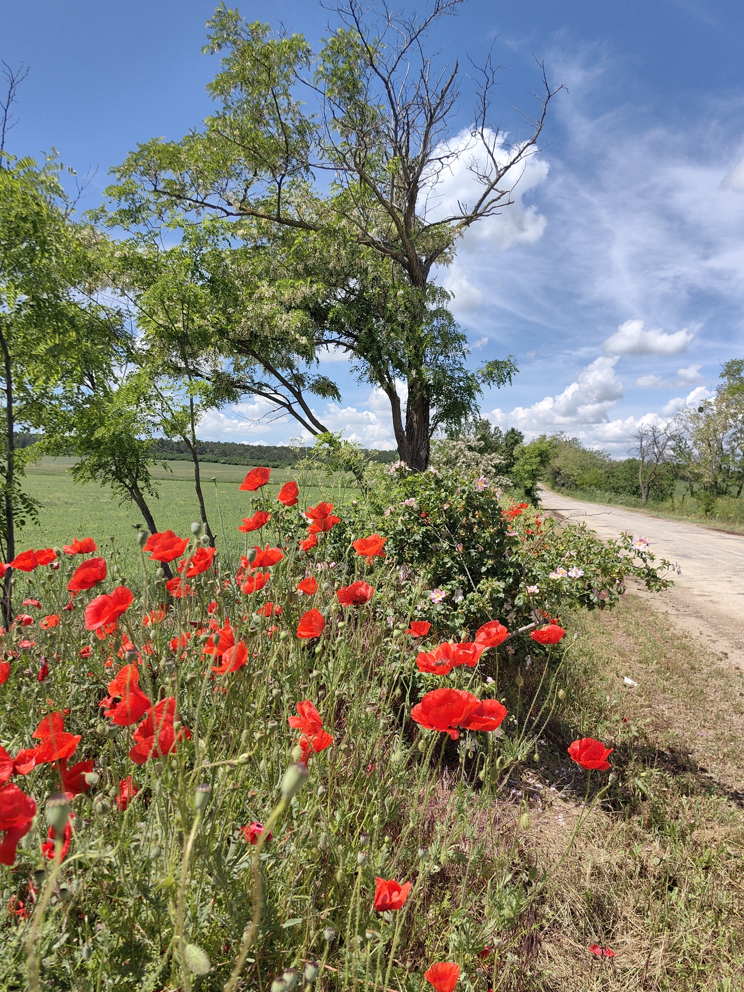 An eye-level, vertical, full shot shows a rural roadside scene on a sunny day. In the foreground, a patch of vibrant red poppies with green stalks and seed pods is in bloom. Behind the poppies, a lush green bush with small pink and white flowers sits next to a dirt road. A large tree with green leaves and bare branches stands to the left of the bush. In the background, a vast green field stretches to the horizon, bordered by a line of trees under a bright blue sky filled with white, puffy clouds. The road appears to continue into the distance, curving slightly to the right.