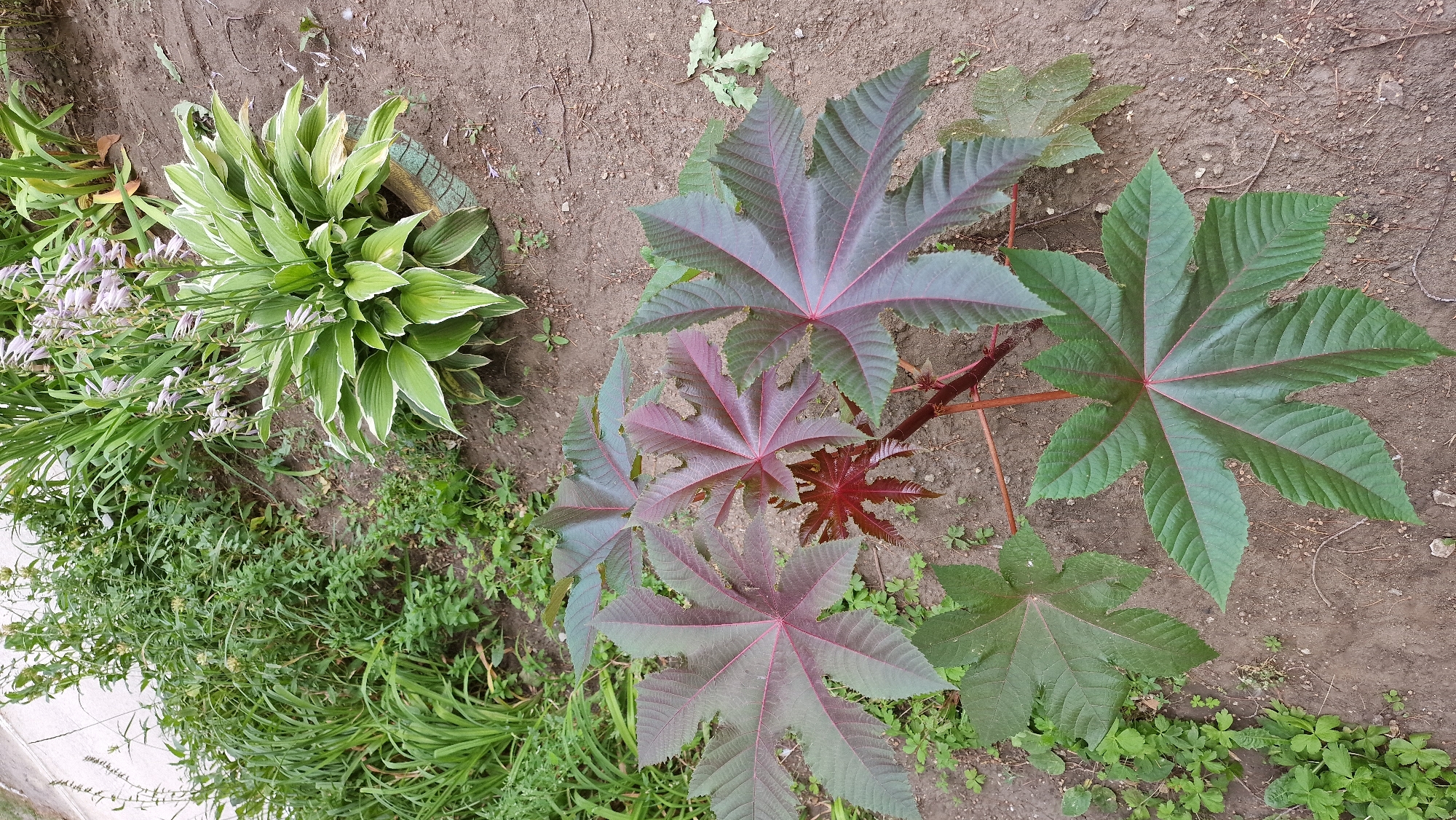 In an outdoor, garden setting, a close-up, top-down view captures a cluster of plants. The foreground features a castor bean plant with large, palmate leaves. Some leaves are a deep green, while others exhibit a reddish-purple hue, with prominent red veins. The stems are also reddish. To the right of the castor bean plant, a hosta plant with variegated green and white leaves is visible. This hosta is in bloom, with slender stalks bearing small, pale purple flowers. The plants are situated in brown soil, with scattered small green weeds and fallen leaves. The background consists of more greenery, including tall, grassy plants and other, less distinct foliage. The scene appears to be in a residential garden or park area. The city of Kostanay, Kazakhstan is not explicitly identifiable in the image, but the overall environment suggests a temperate climate typical of the region. There are no people or animals present.