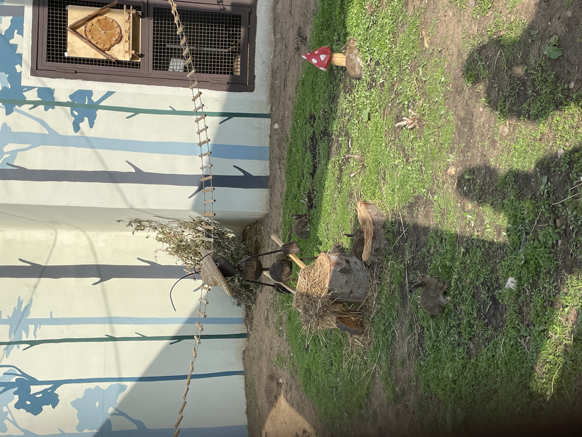 This outdoor image captures an animal enclosure or exhibit located in Perm, Russia, under bright, sunny conditions that cast distinct shadows across the scene. The main subjects are several small, brown, rabbit-like animals (likely hares or wild rabbits) scattered across a grassy area interspersed with patches of dirt; some appear to be foraging while others are resting near various wooden structures.
On the left, a light-colored wall is decorated with painted tree trunk and branch designs in shades of blue and grey, creating a stylized forest mural. Attached to the upper part of this wall is a dark brown window frame with a metal grid. Below the window, a wooden feeder or animal house, featuring a circular wooden platform, is mounted. A rustic, long ladder made of small logs and rope hangs from the wall, extending downwards towards the ground.
The grassy ground contains several decorative and functional elements. A red and white mushroom-shaped decoration stands on a wooden base. Nearby, a whimsical sculpture resembling an ant or insect, crafted from logs and branches, wears a straw hat and holds a stick. Several tree stumps are also visible, some hollowed out or topped with straw, potentially serving as shelters or feeding stations for the animals. The strong shadows on the ground and wall suggest it is either mid-morning or late afternoon. There is no visible text in the image.