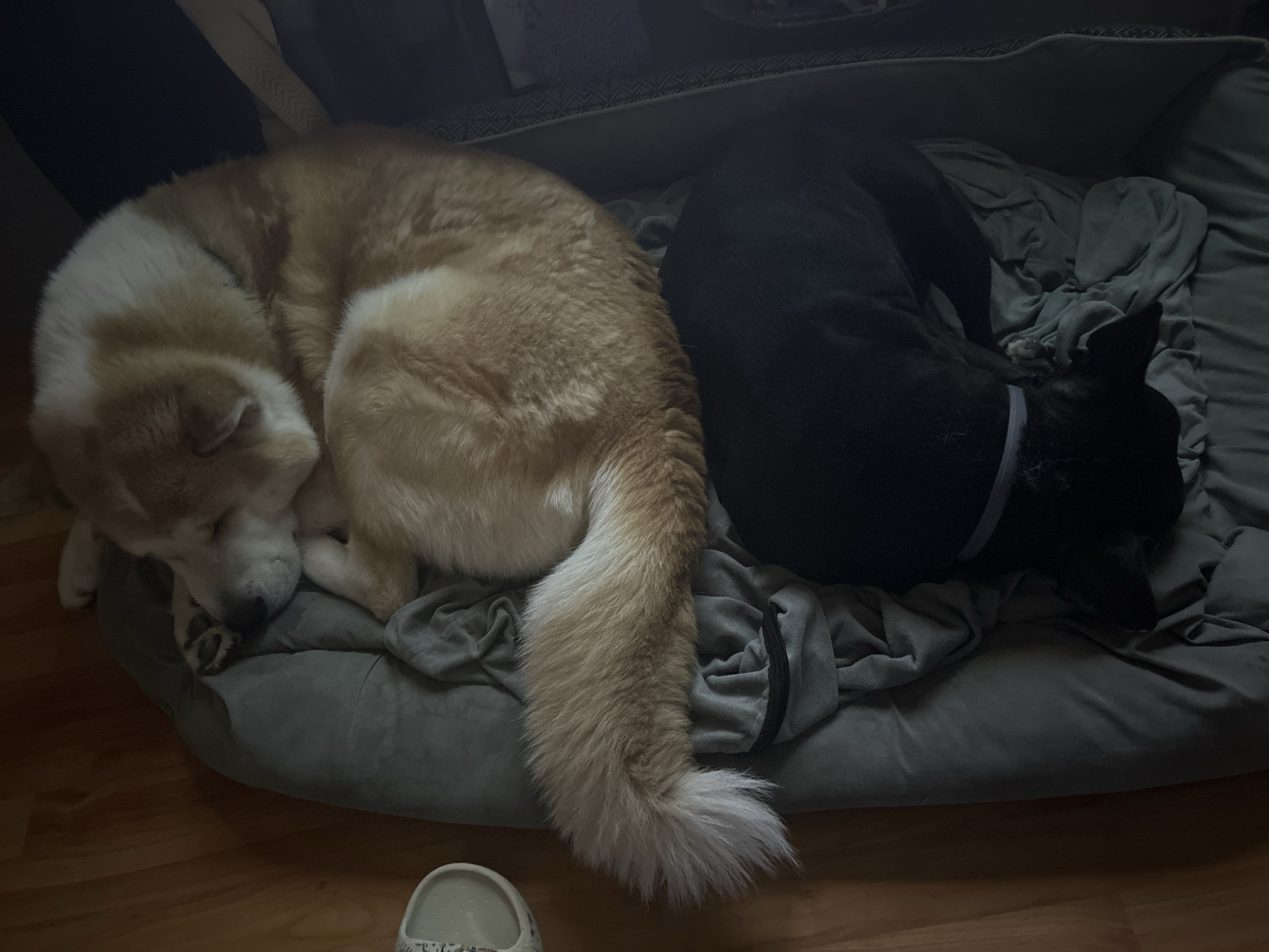 Two dogs are curled up asleep in a gray dog bed on a wooden floor. The dog on the left is light brown and white with a long, bushy tail. The dog on the right is black and appears to be wearing a gray collar. A white shoe with a pattern is visible in the lower left corner of the image. The location is indoors, but there is no information to indicate the city of Sofia, Bulgaria.