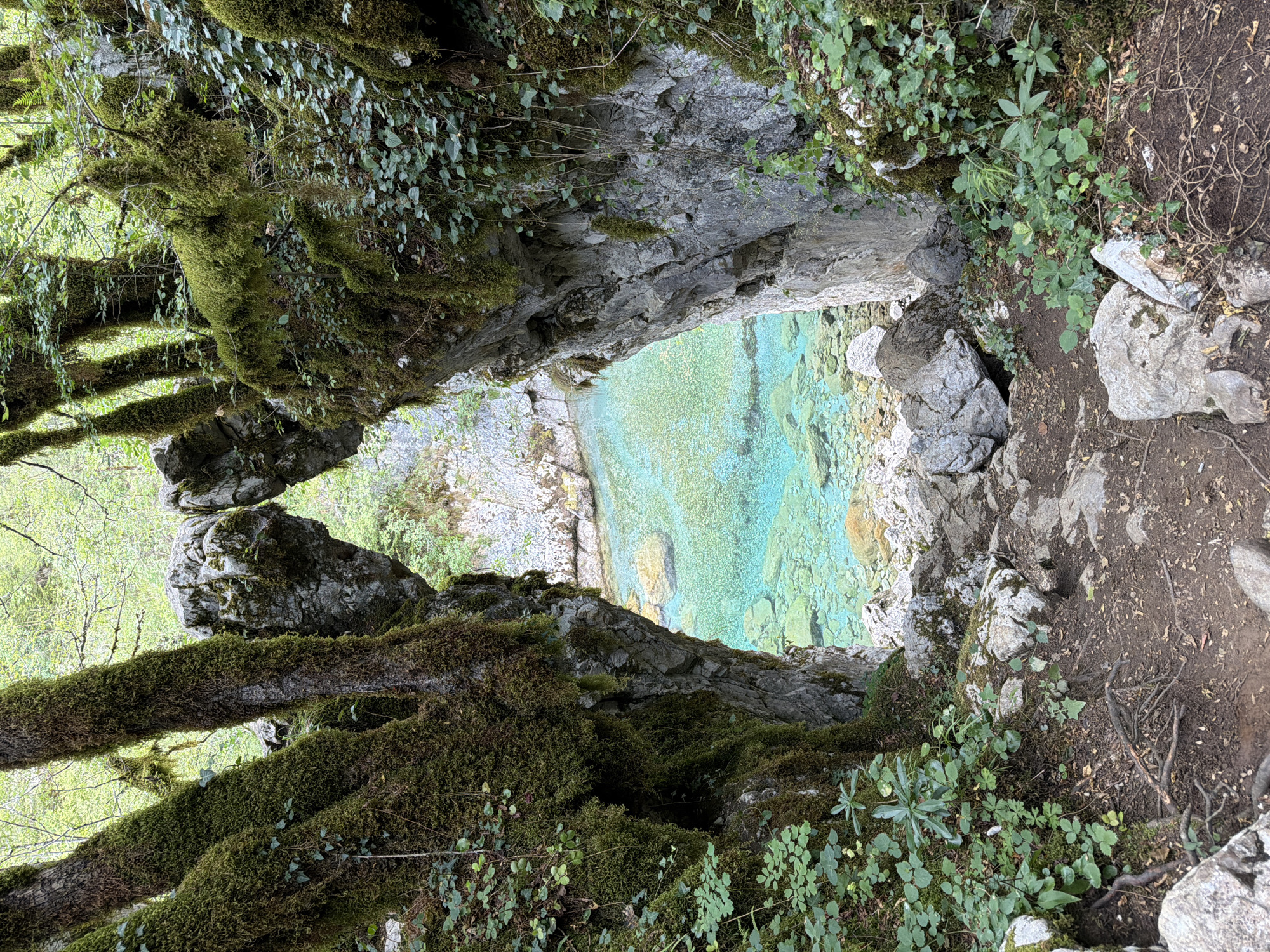 The image shows a view through a natural arch formed by two moss-covered trees and rocks, looking out onto a bright turquoise river. The trees on either side of the arch are thick and gnarled, with their branches covered in dense green moss. The ground in the foreground is a dirt path with exposed tree roots and scattered rocks. The river is clear, with visible pebbles and rocks on its bed. The surrounding environment appears to be a forest with dense vegetation. The scene is serene and appears to be in a natural, wild setting. This location is characteristic of the Tara River Canyon in Montenegro, near the town of Žabljak.