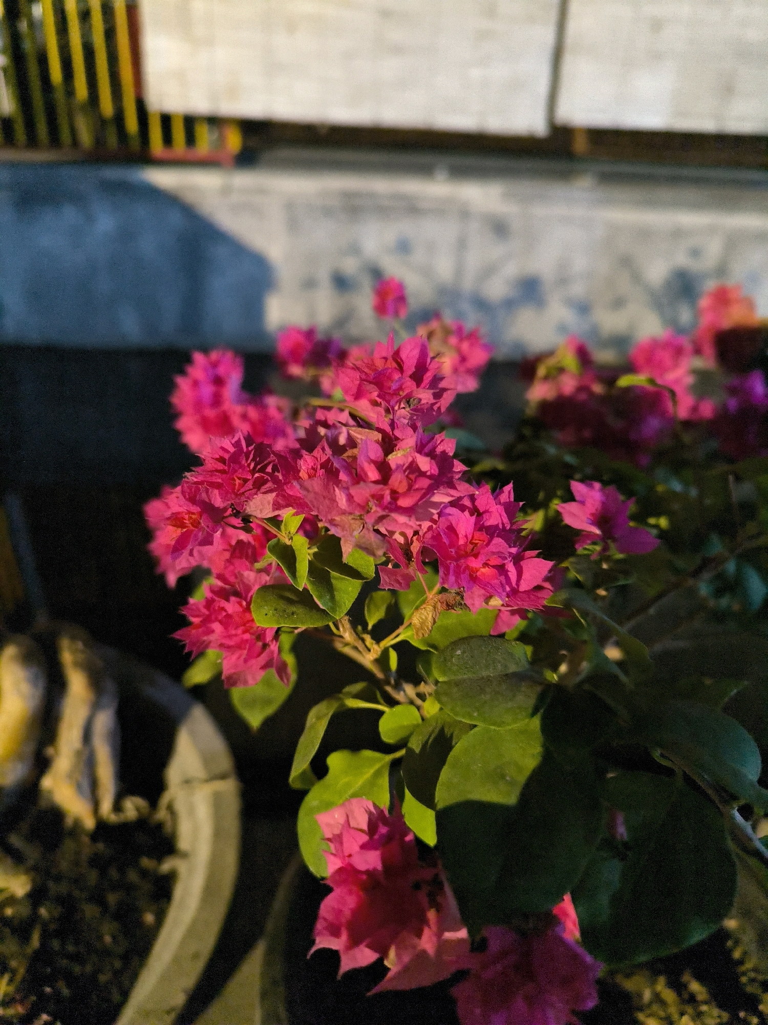 The image shows a close-up of vibrant pink bougainvillea flowers in a pot, likely at night or in low light conditions, indicated by the illuminated surroundings. In the background, a blurred concrete wall with a textured pattern is visible, along with a section of a fence with alternating yellow and dark vertical bars. A shadow is cast on the wall, suggesting an external light source. The pot appears to be made of concrete or a similar material, and some dried plant material is visible within it, partially obscured by the bougainvillea. The scene suggests an outdoor setting, possibly a garden or patio area within an urban environment, though the specific location cannot be determined.