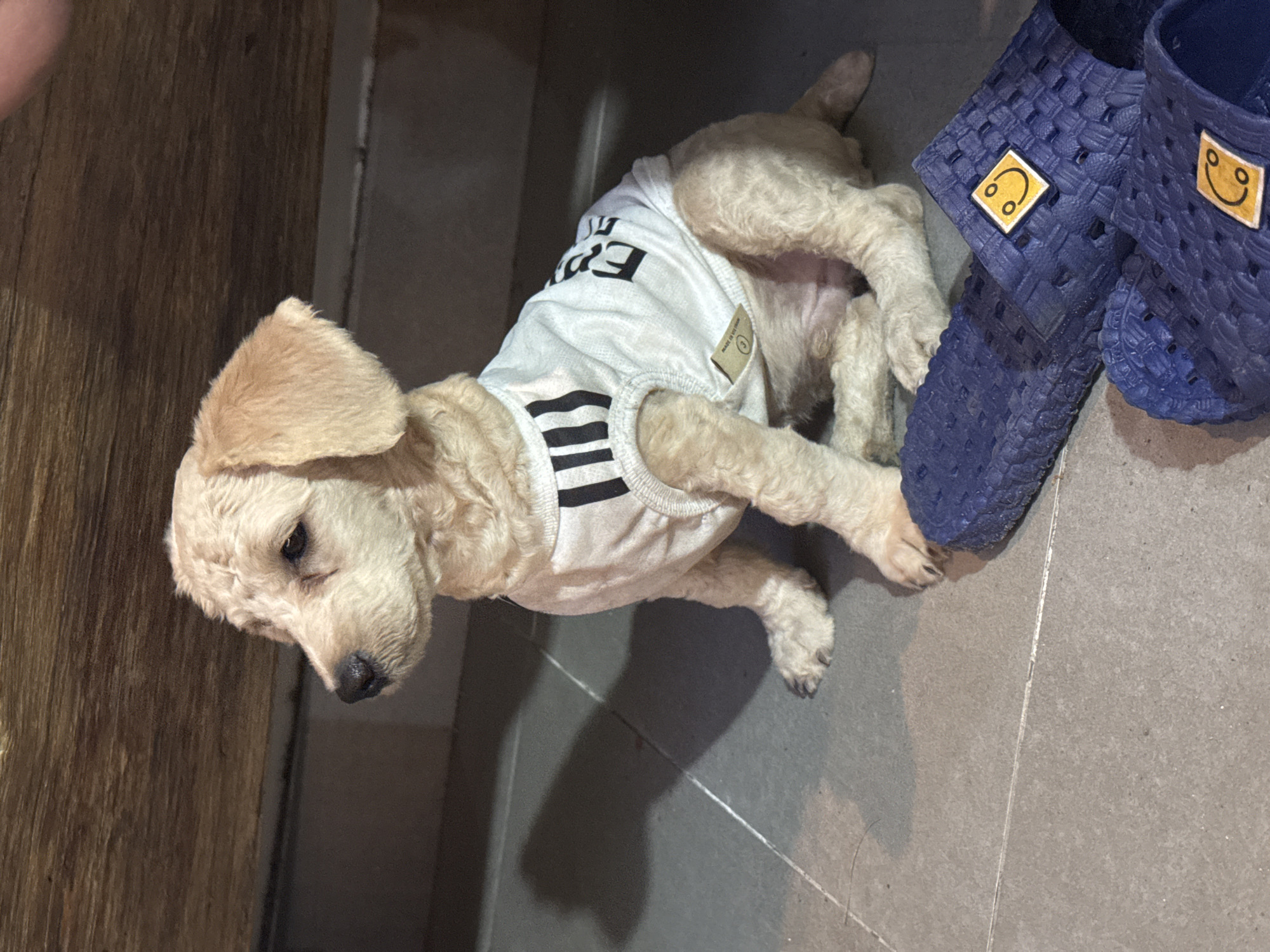 A beige poodle wearing a white and black striped shirt is lying on a gray tiled floor next to a pair of blue sandals with smiley face decorations. The poodle is positioned near a wooden wall. The location is presumed to be Đà Nẵng, Vietnam, based on prior context; however, there is no specific visual evidence within the image to confirm this.